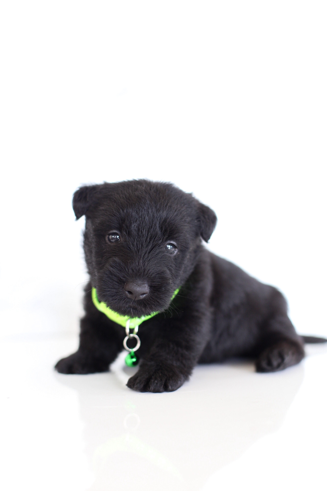 puppy, for, sale, Scottish Terrier, Kerek & Marisa  Martin, dog, breeder, Mount Joy, PA, dog-breeder, puppy-for-sale, forsale, nearby, find, puppyfind, locator, puppylocator, aca