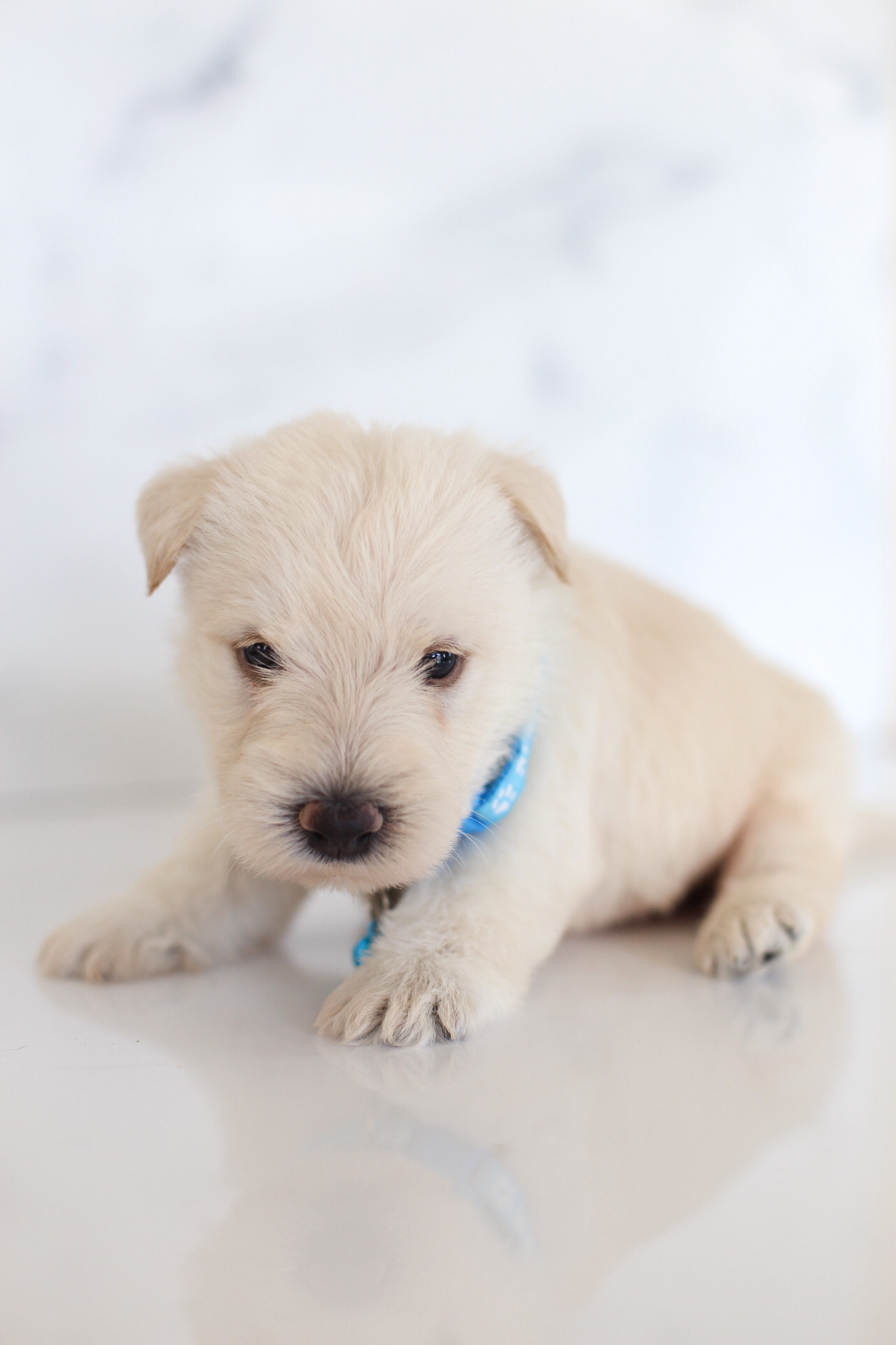 puppy, for, sale, Scottish Terrier, Kerek & Marisa  Martin, dog, breeder, Mount Joy, PA, dog-breeder, puppy-for-sale, forsale, nearby, find, puppyfind, locator, puppylocator, aca