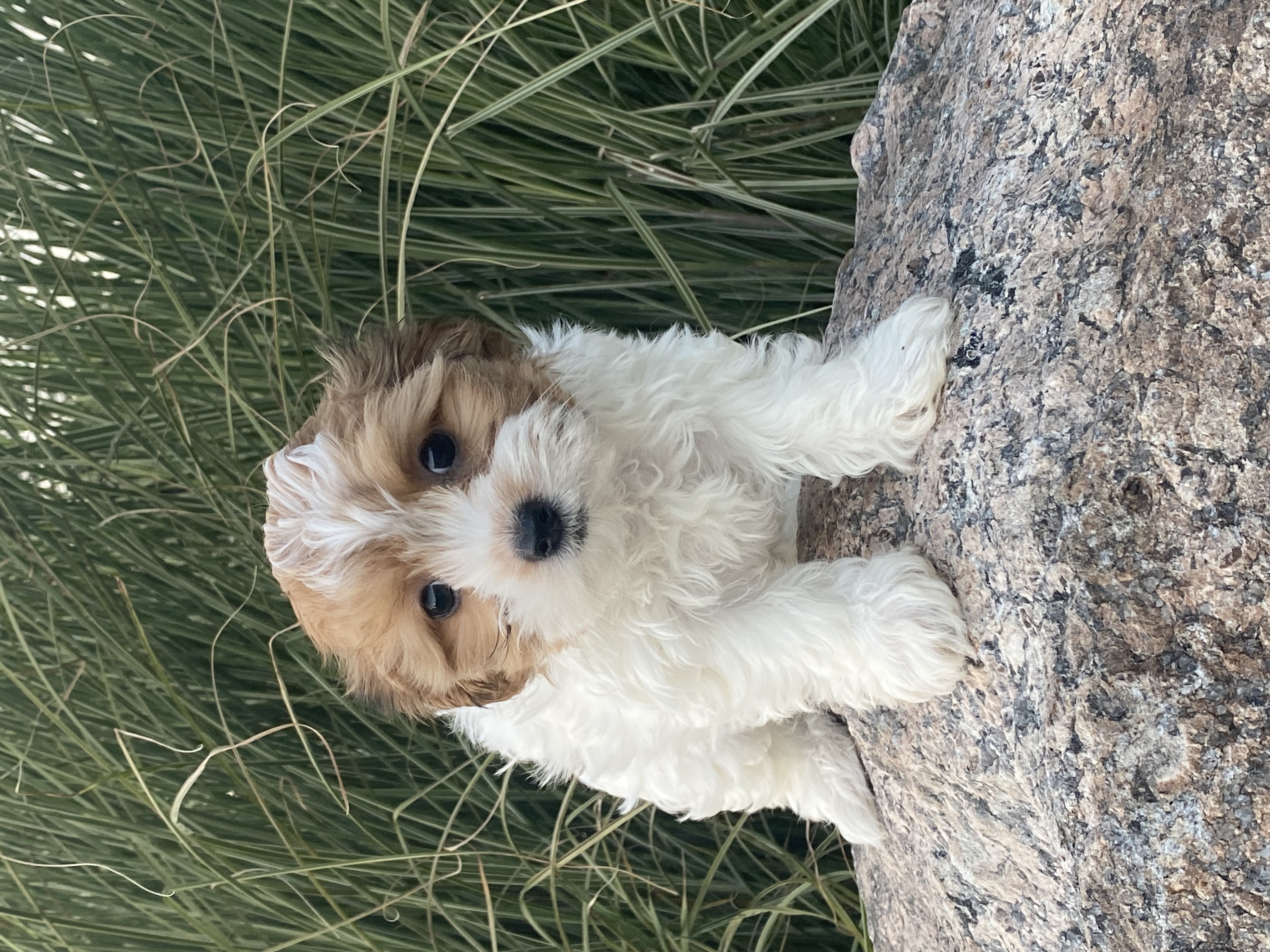 puppy, for, sale, Havanese, Curtis  Martin, dog, breeder, Seneca Falls, NY, dog-breeder, puppy-for-sale, forsale, nearby, find, puppyfind, locator, puppylocator, aca