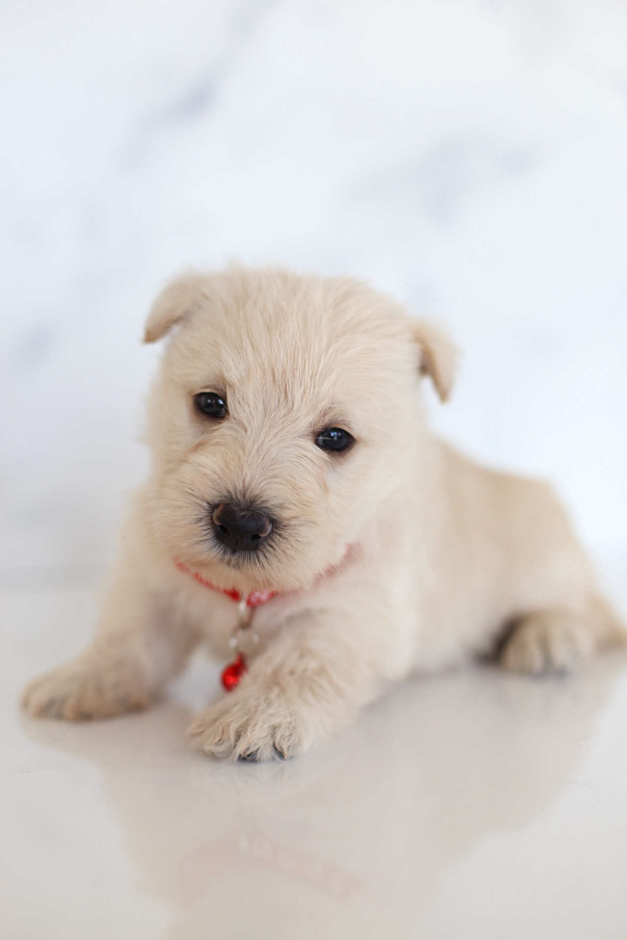 puppy, for, sale, Scottish Terrier, Kerek & Marisa  Martin, dog, breeder, Mount Joy, PA, dog-breeder, puppy-for-sale, forsale, nearby, find, puppyfind, locator, puppylocator, aca