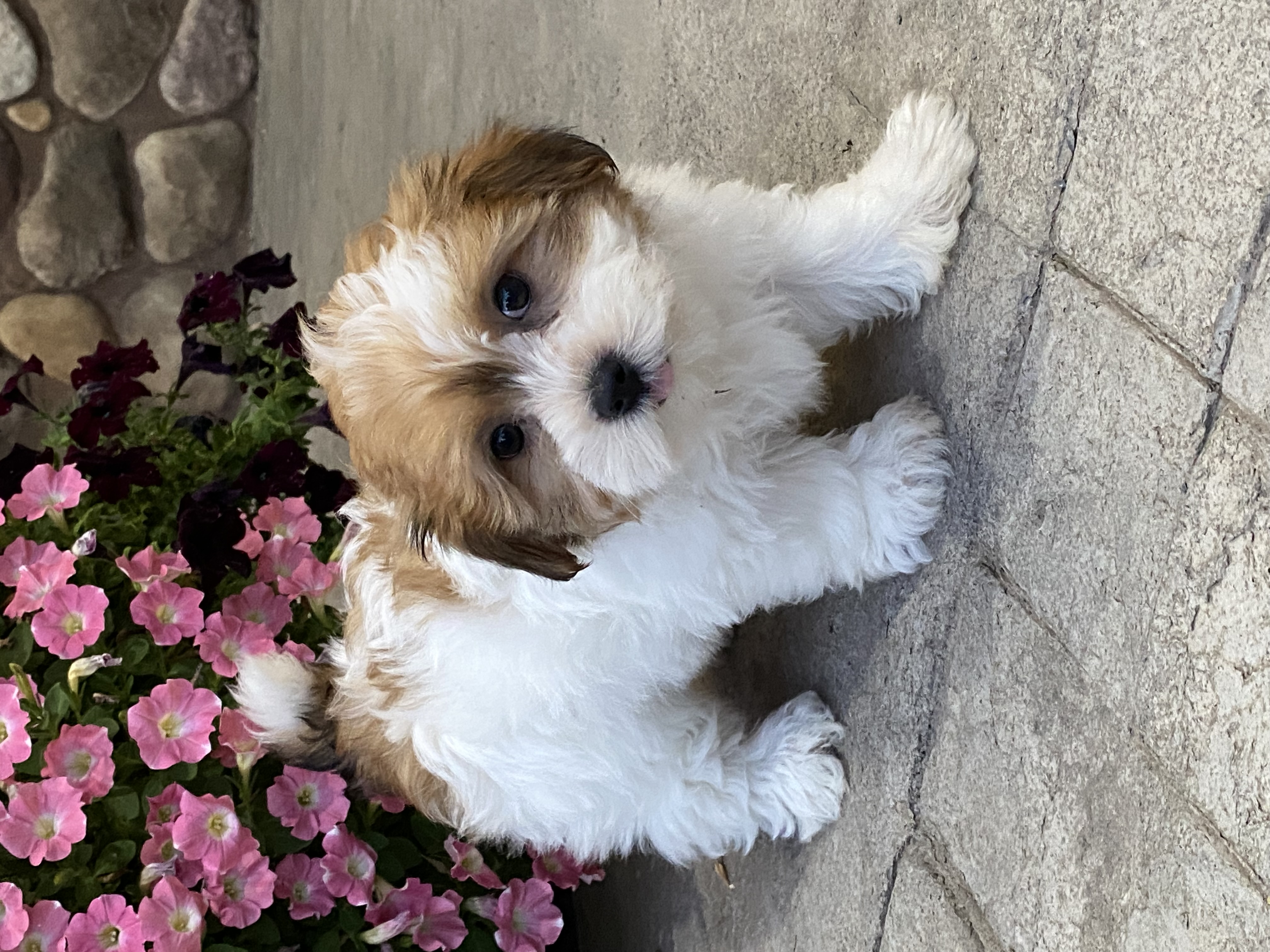 puppy, for, sale, Havanese, Curtis  Martin, dog, breeder, Seneca Falls, NY, dog-breeder, puppy-for-sale, forsale, nearby, find, puppyfind, locator, puppylocator, aca