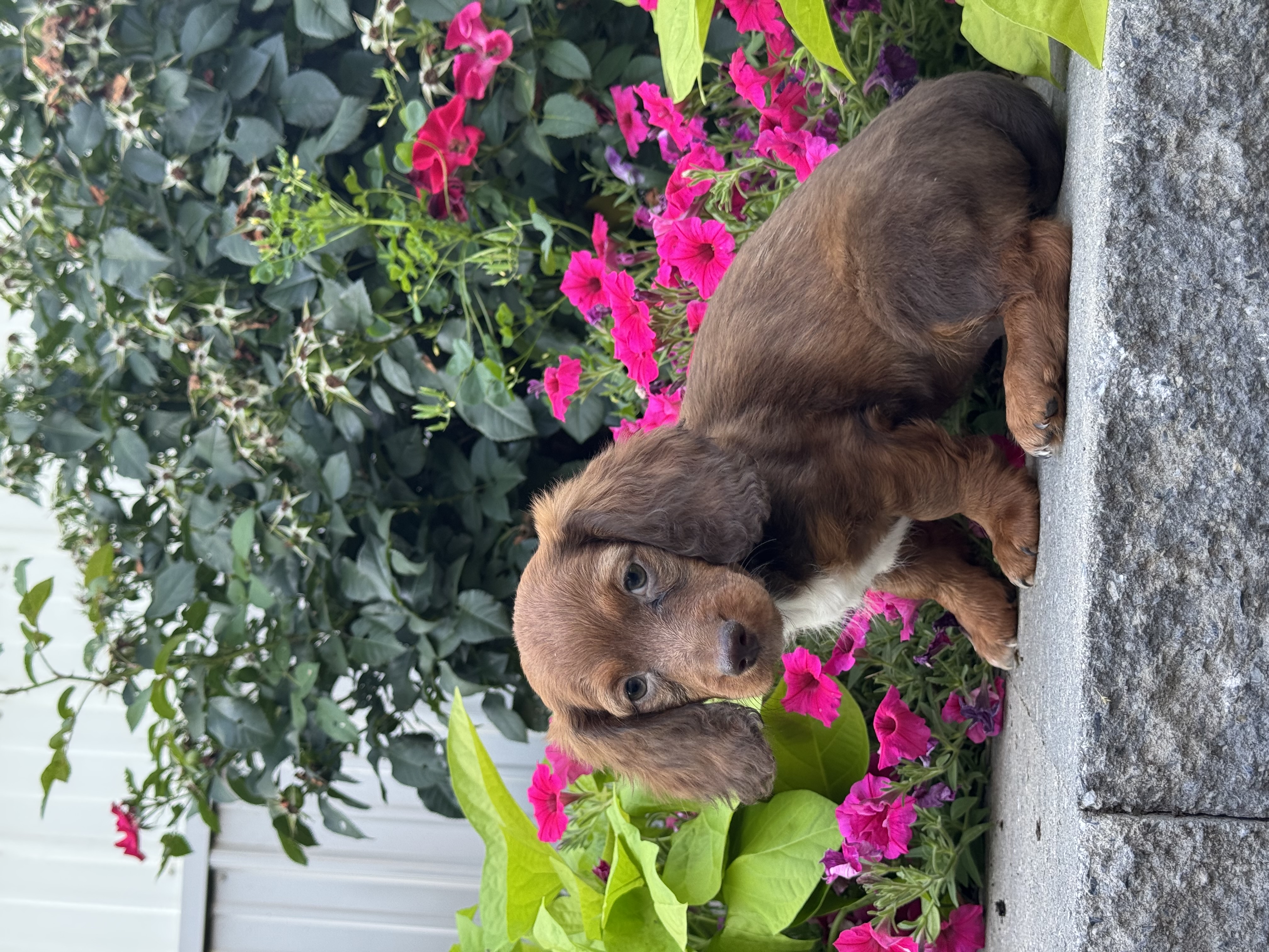 puppy, for, sale, Dachshund, Curtis  Martin, dog, breeder, Seneca Falls, NY, dog-breeder, puppy-for-sale, forsale, nearby, find, puppyfind, locator, puppylocator, aca