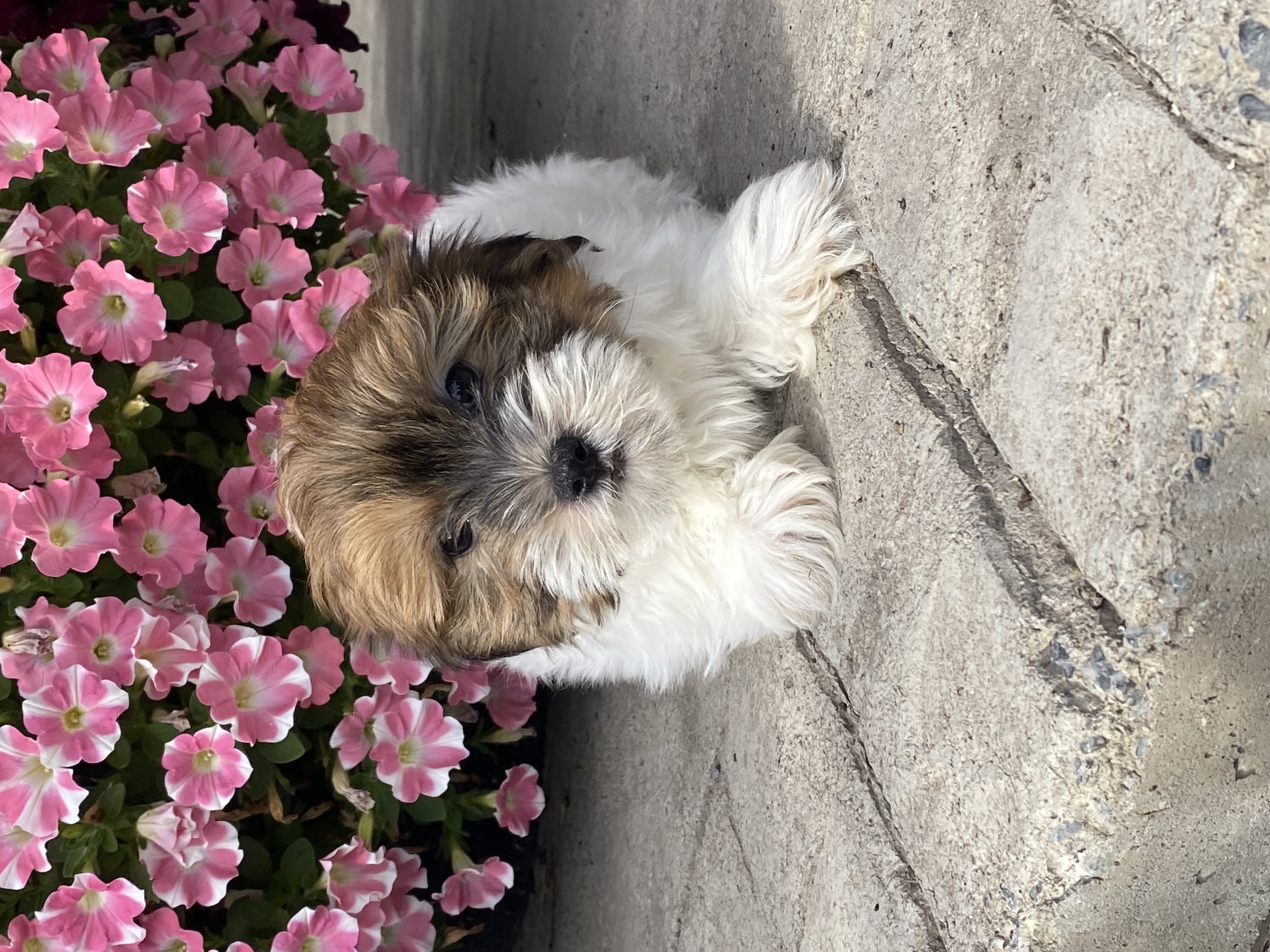 puppy, for, sale, Havanese, Curtis  Martin, dog, breeder, Seneca Falls, NY, dog-breeder, puppy-for-sale, forsale, nearby, find, puppyfind, locator, puppylocator, aca