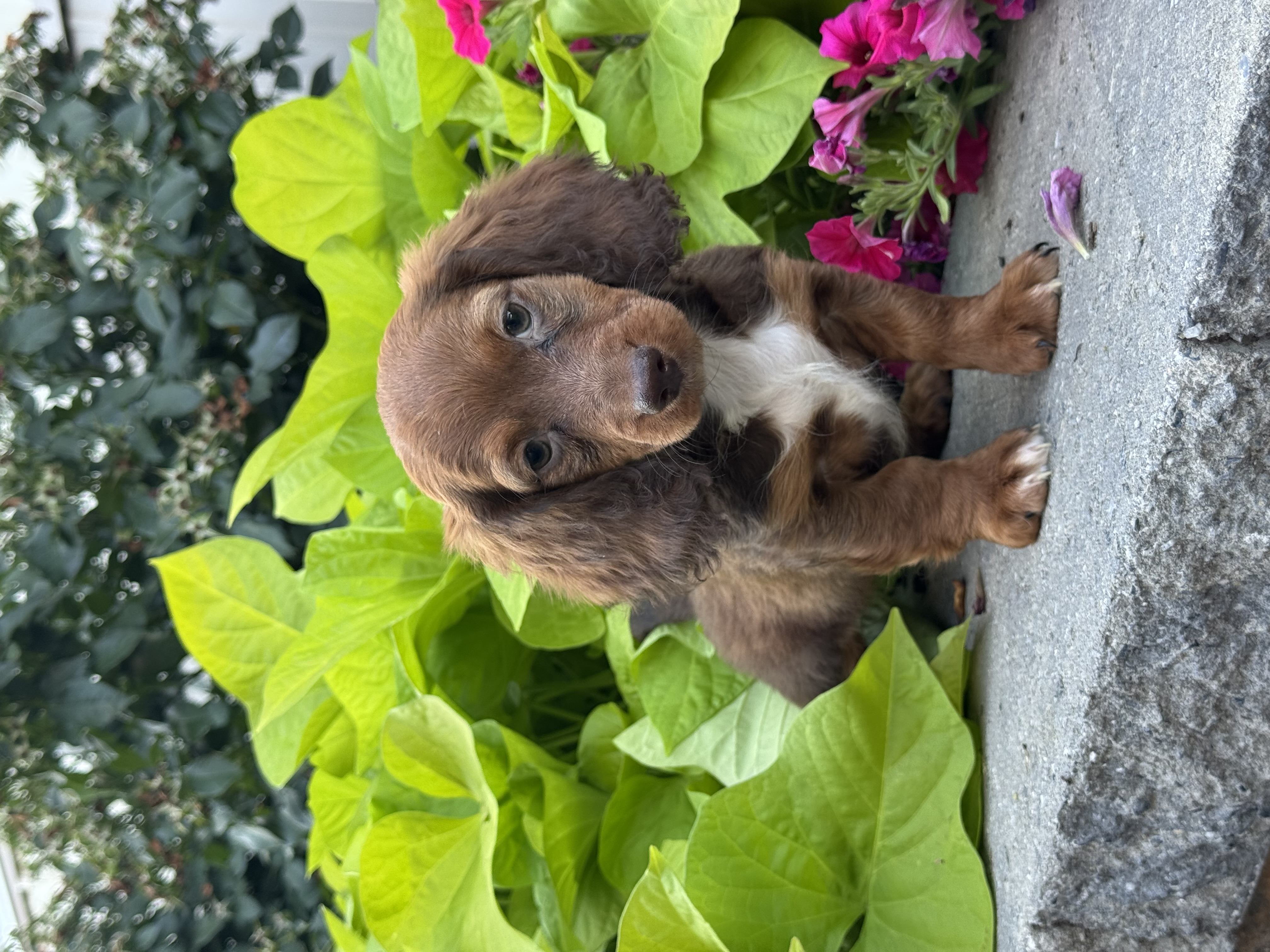 puppy, for, sale, Dachshund, Curtis  Martin, dog, breeder, Seneca Falls, NY, dog-breeder, puppy-for-sale, forsale, nearby, find, puppyfind, locator, puppylocator, aca