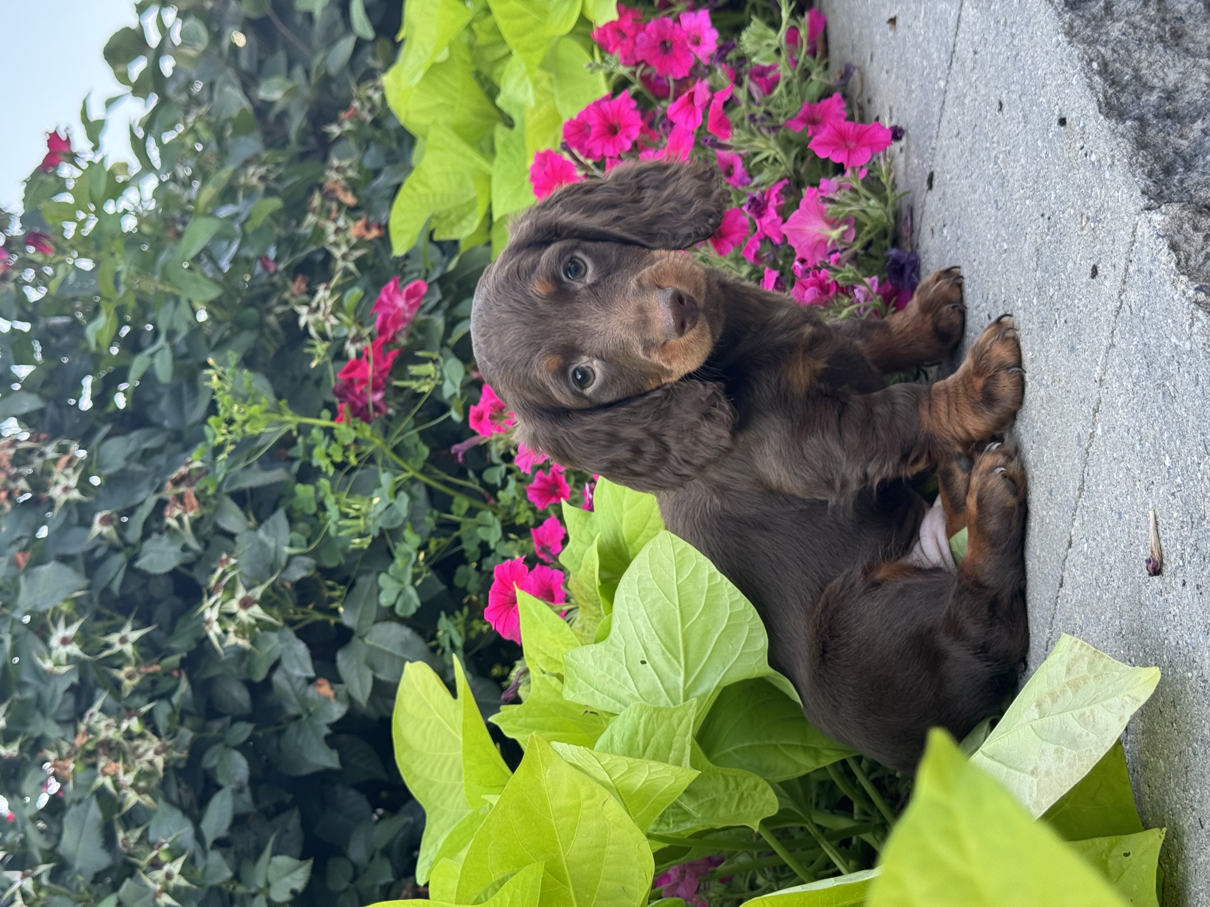 puppy, for, sale, Dachshund, Curtis  Martin, dog, breeder, Seneca Falls, NY, dog-breeder, puppy-for-sale, forsale, nearby, find, puppyfind, locator, puppylocator, aca