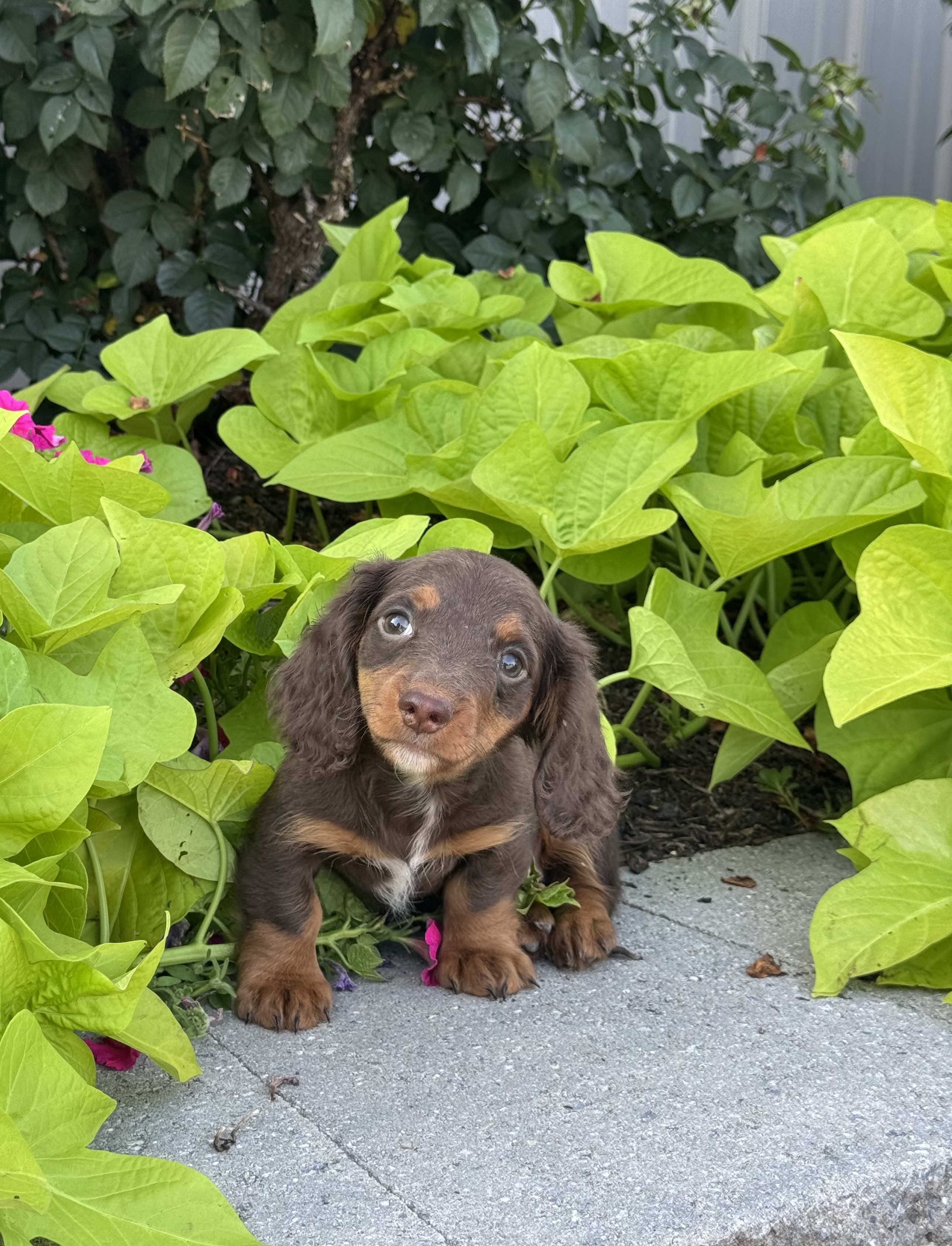 puppy, for, sale, Dachshund, Curtis  Martin, dog, breeder, Seneca Falls, NY, dog-breeder, puppy-for-sale, forsale, nearby, find, puppyfind, locator, puppylocator, aca