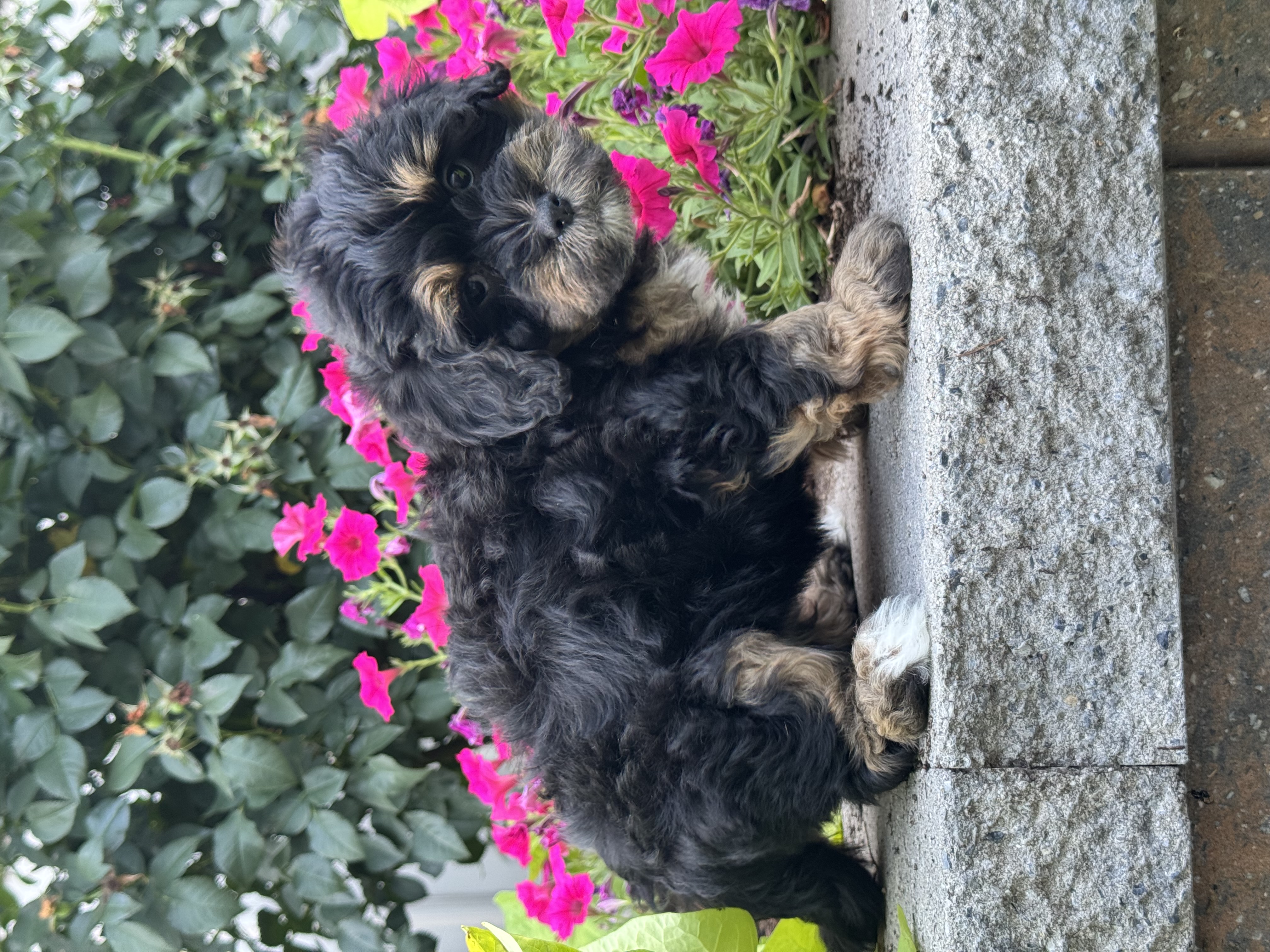 puppy, for, sale, Lhasa Poo, Curtis  Martin, dog, breeder, Seneca Falls, NY, dog-breeder, puppy-for-sale, forsale, nearby, find, puppyfind, locator, puppylocator, aca