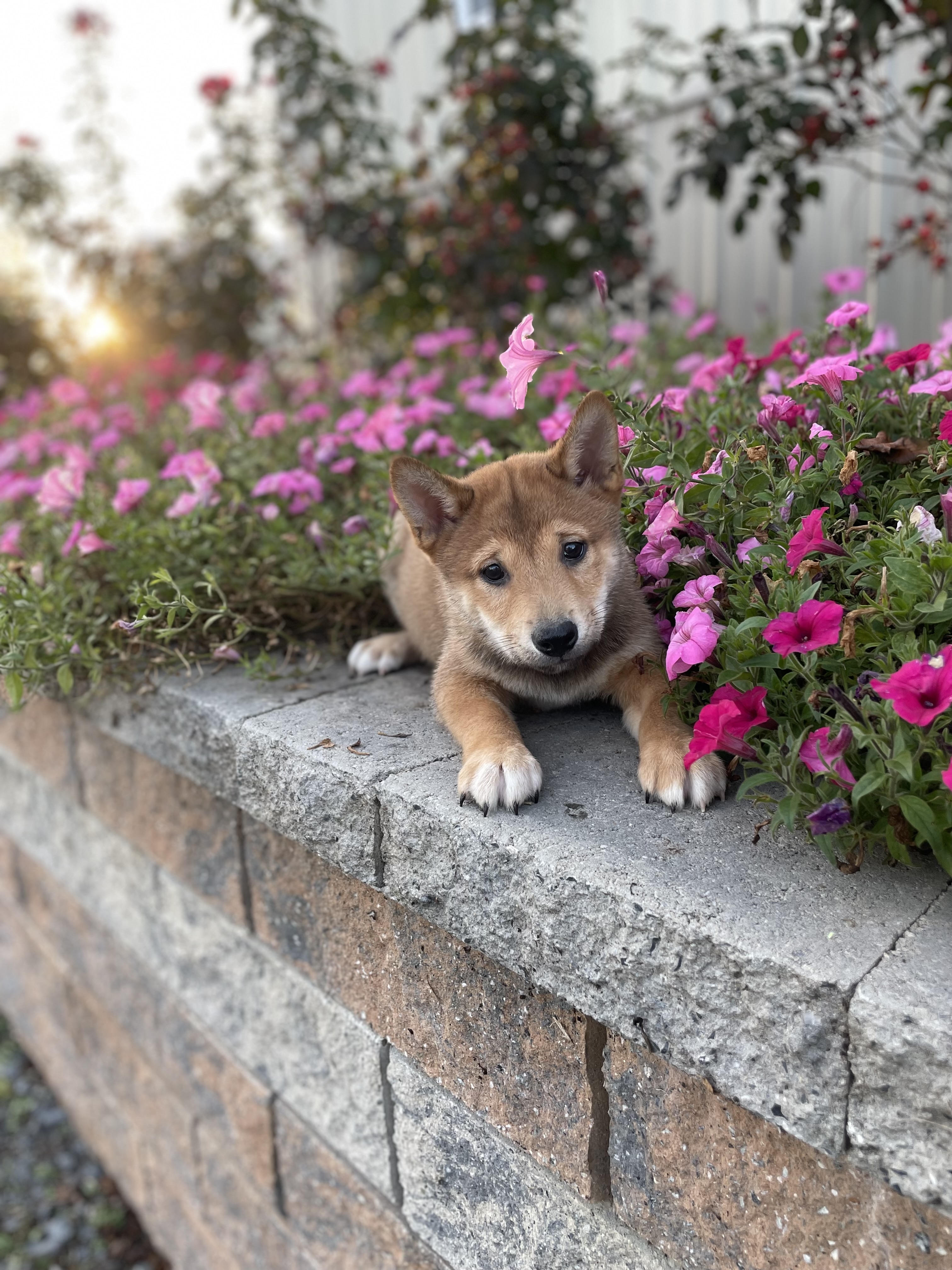 puppy, for, sale, Shiba Inu, Curtis  Martin, dog, breeder, Seneca Falls, NY, dog-breeder, puppy-for-sale, forsale, nearby, find, puppyfind, locator, puppylocator, aca