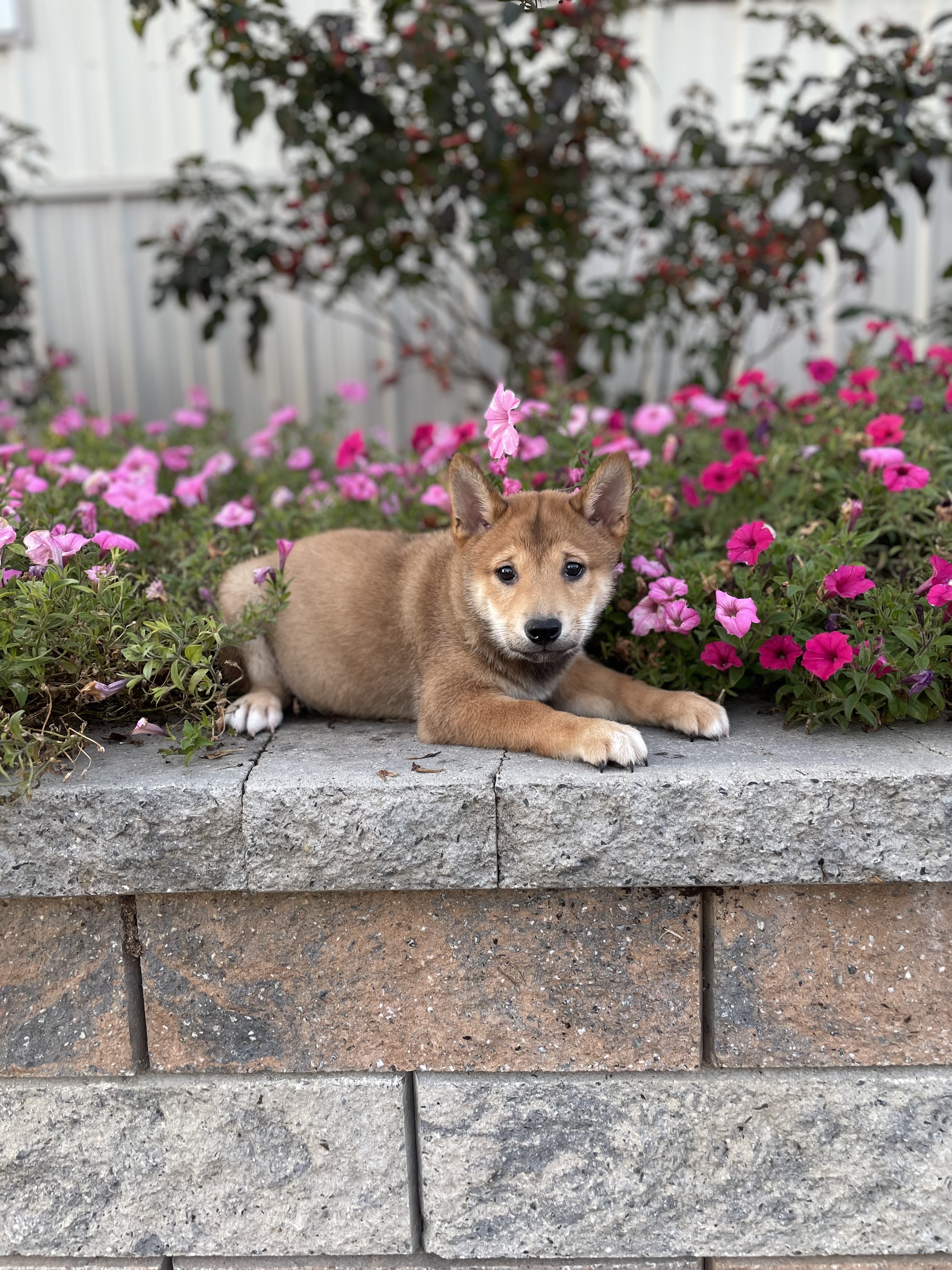 puppy, for, sale, Shiba Inu, Curtis  Martin, dog, breeder, Seneca Falls, NY, dog-breeder, puppy-for-sale, forsale, nearby, find, puppyfind, locator, puppylocator, aca