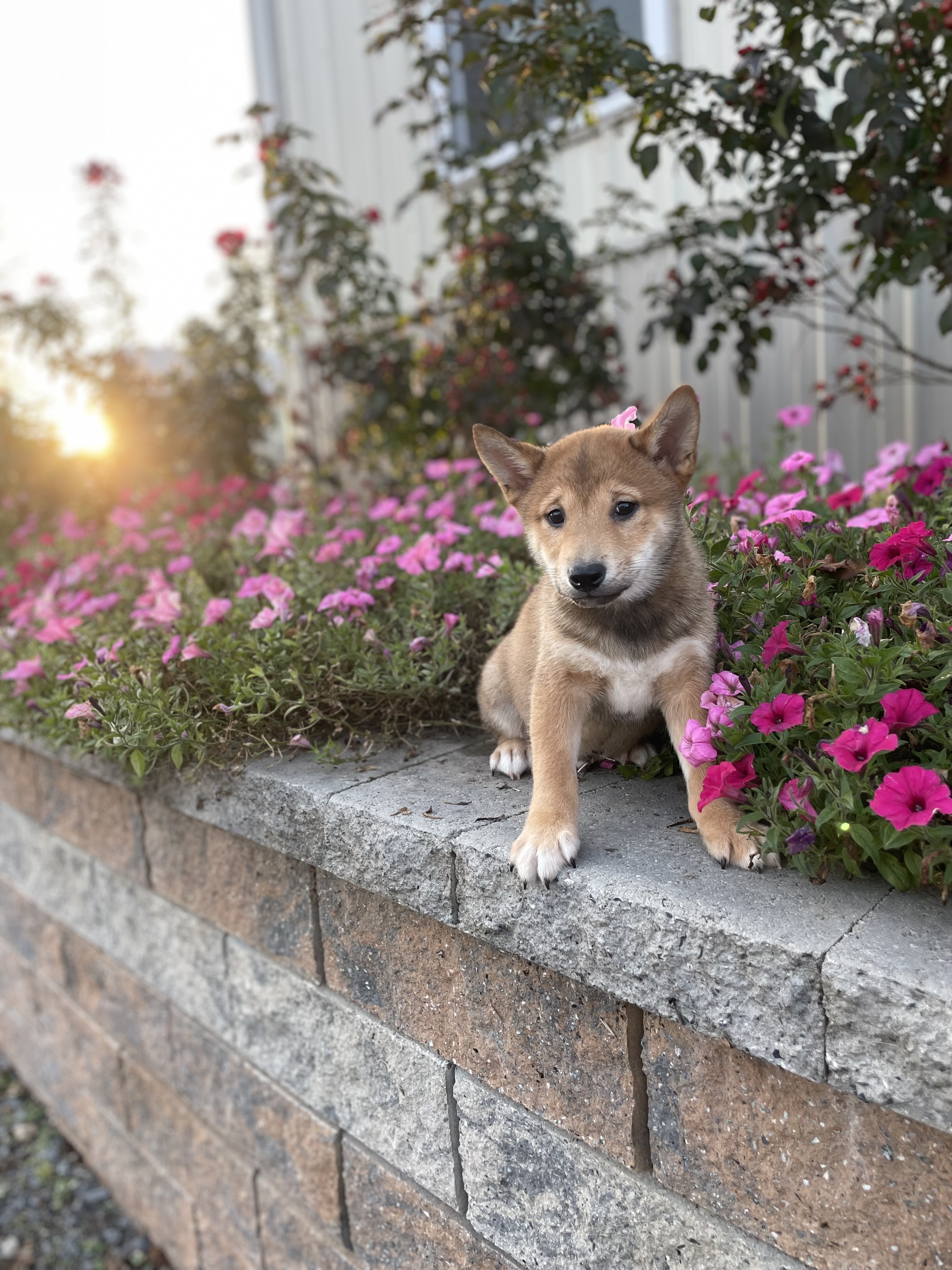 puppy, for, sale, Shiba Inu, Curtis  Martin, dog, breeder, Seneca Falls, NY, dog-breeder, puppy-for-sale, forsale, nearby, find, puppyfind, locator, puppylocator, aca