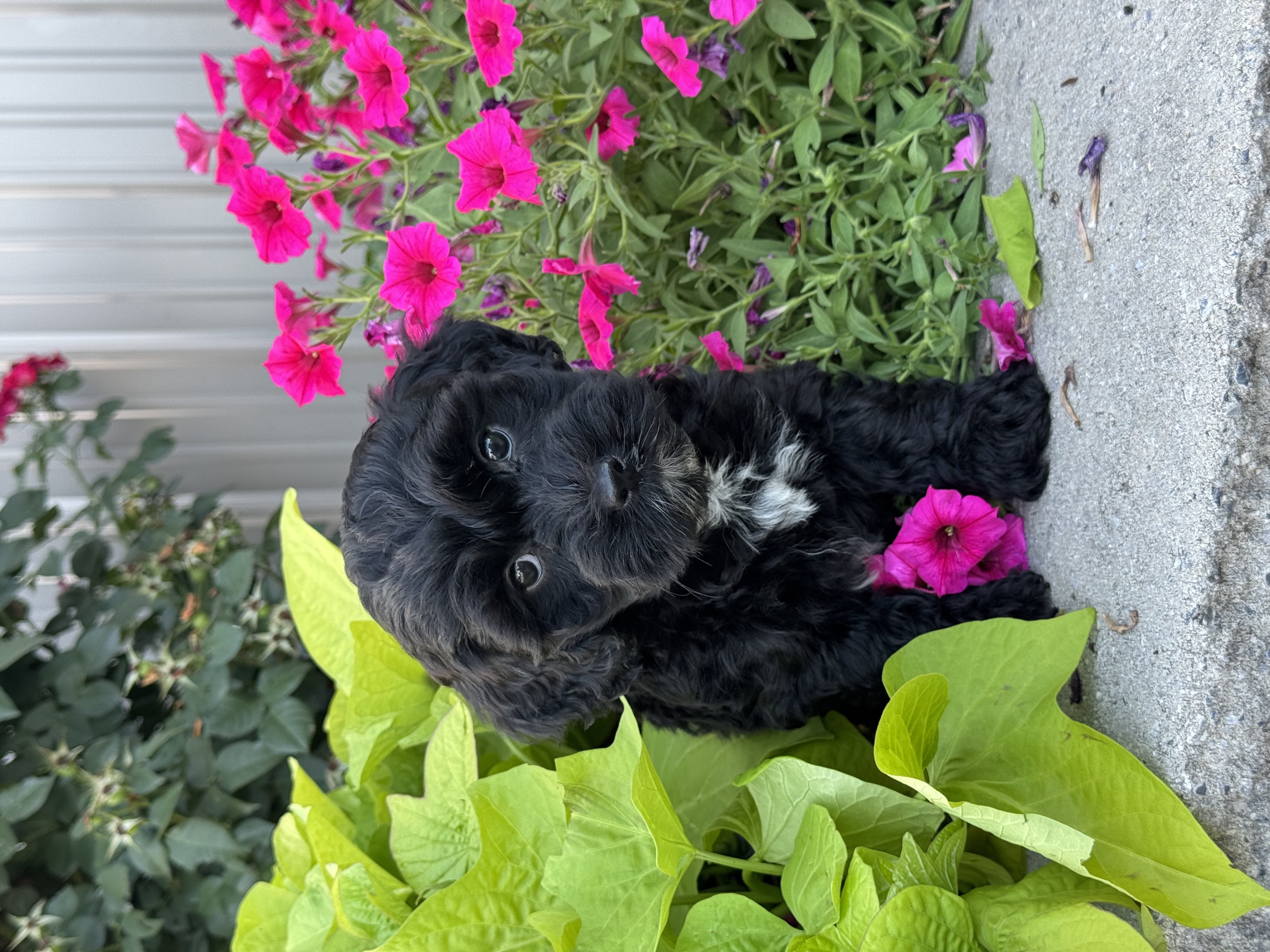 puppy, for, sale, Lhasa Poo, Curtis  Martin, dog, breeder, Seneca Falls, NY, dog-breeder, puppy-for-sale, forsale, nearby, find, puppyfind, locator, puppylocator, aca