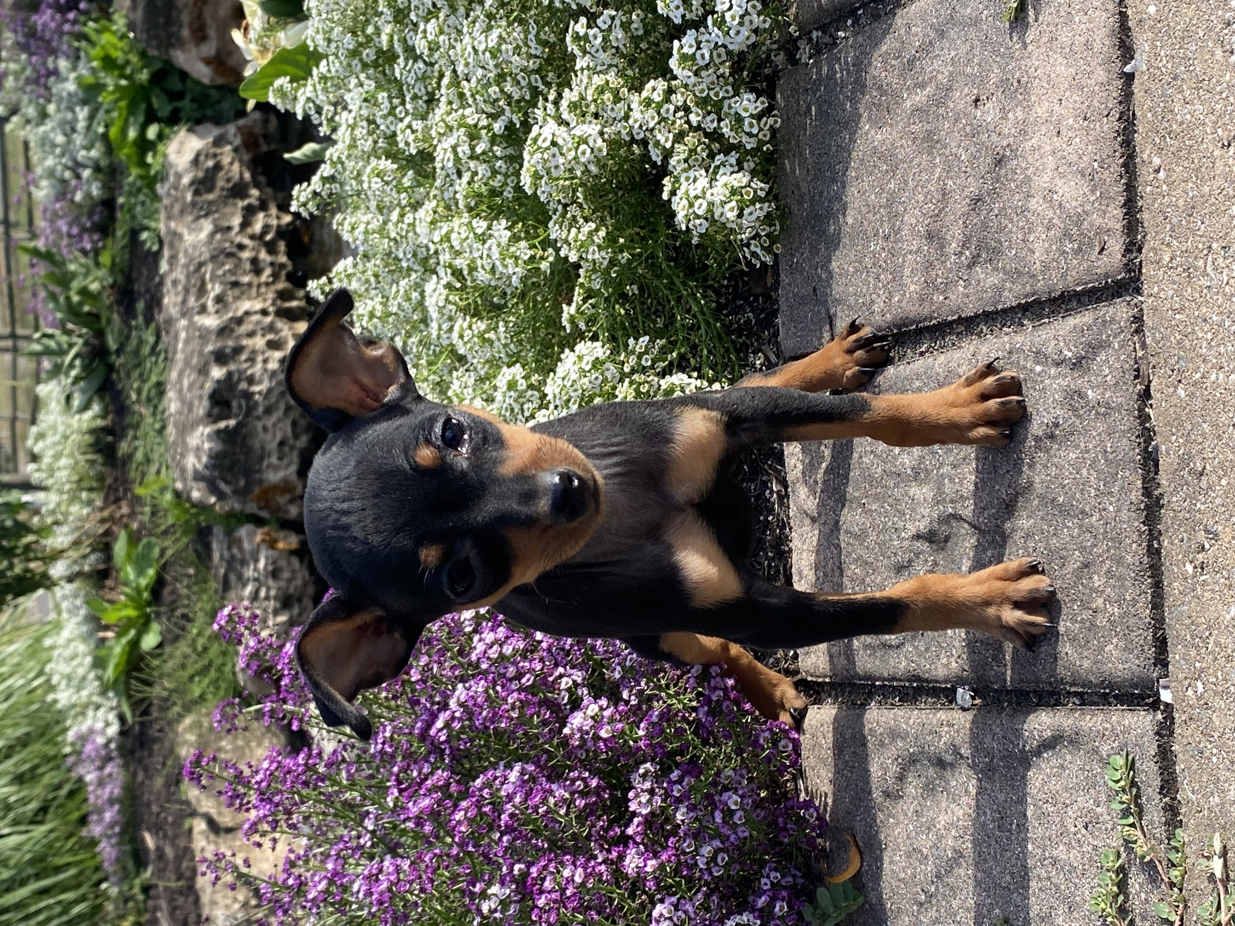 puppy, for, sale, Miniature Pinscher, Curtis  Martin, dog, breeder, Seneca Falls, NY, dog-breeder, puppy-for-sale, forsale, nearby, find, puppyfind, locator, puppylocator, aca