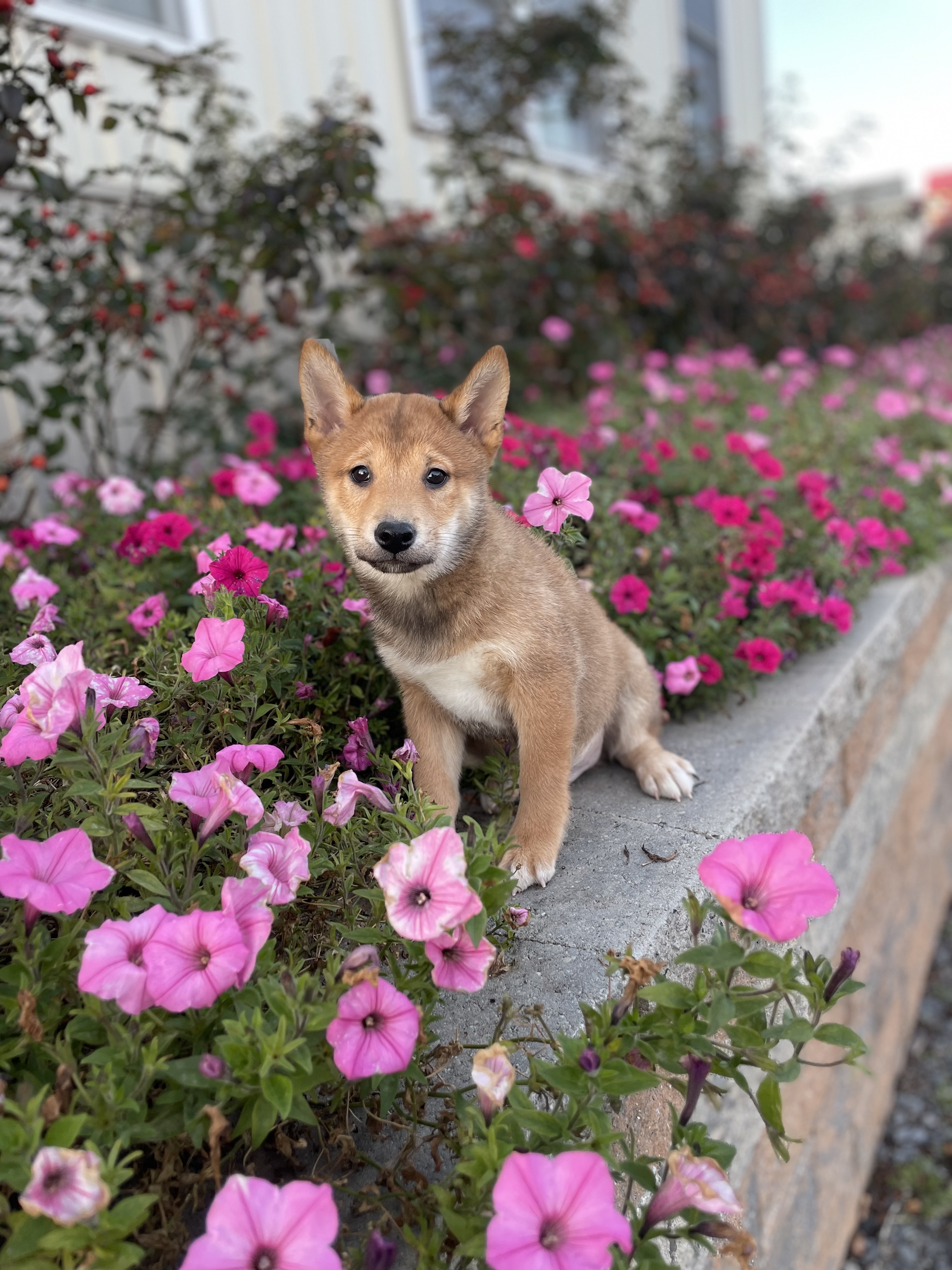 puppy, for, sale, Shiba Inu, Curtis  Martin, dog, breeder, Seneca Falls, NY, dog-breeder, puppy-for-sale, forsale, nearby, find, puppyfind, locator, puppylocator, aca