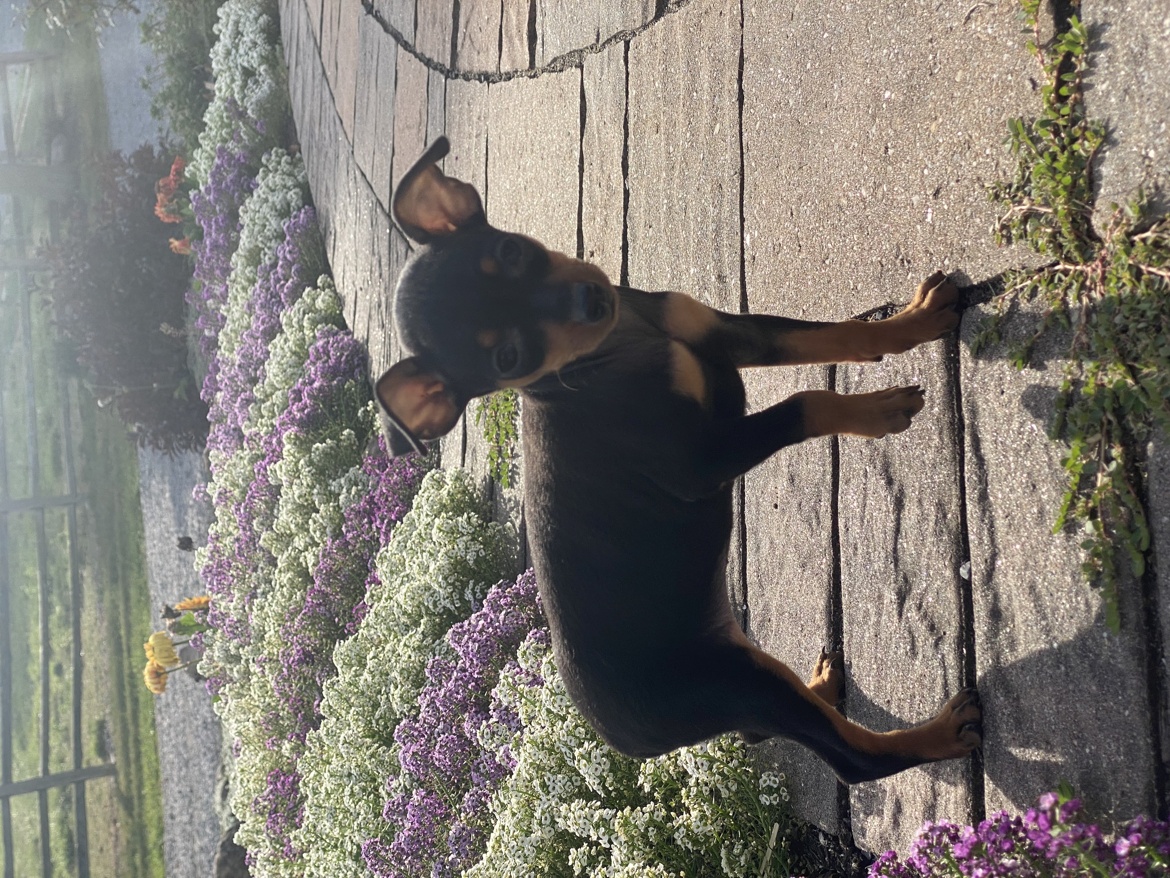 puppy, for, sale, Miniature Pinscher, Curtis  Martin, dog, breeder, Seneca Falls, NY, dog-breeder, puppy-for-sale, forsale, nearby, find, puppyfind, locator, puppylocator, aca
