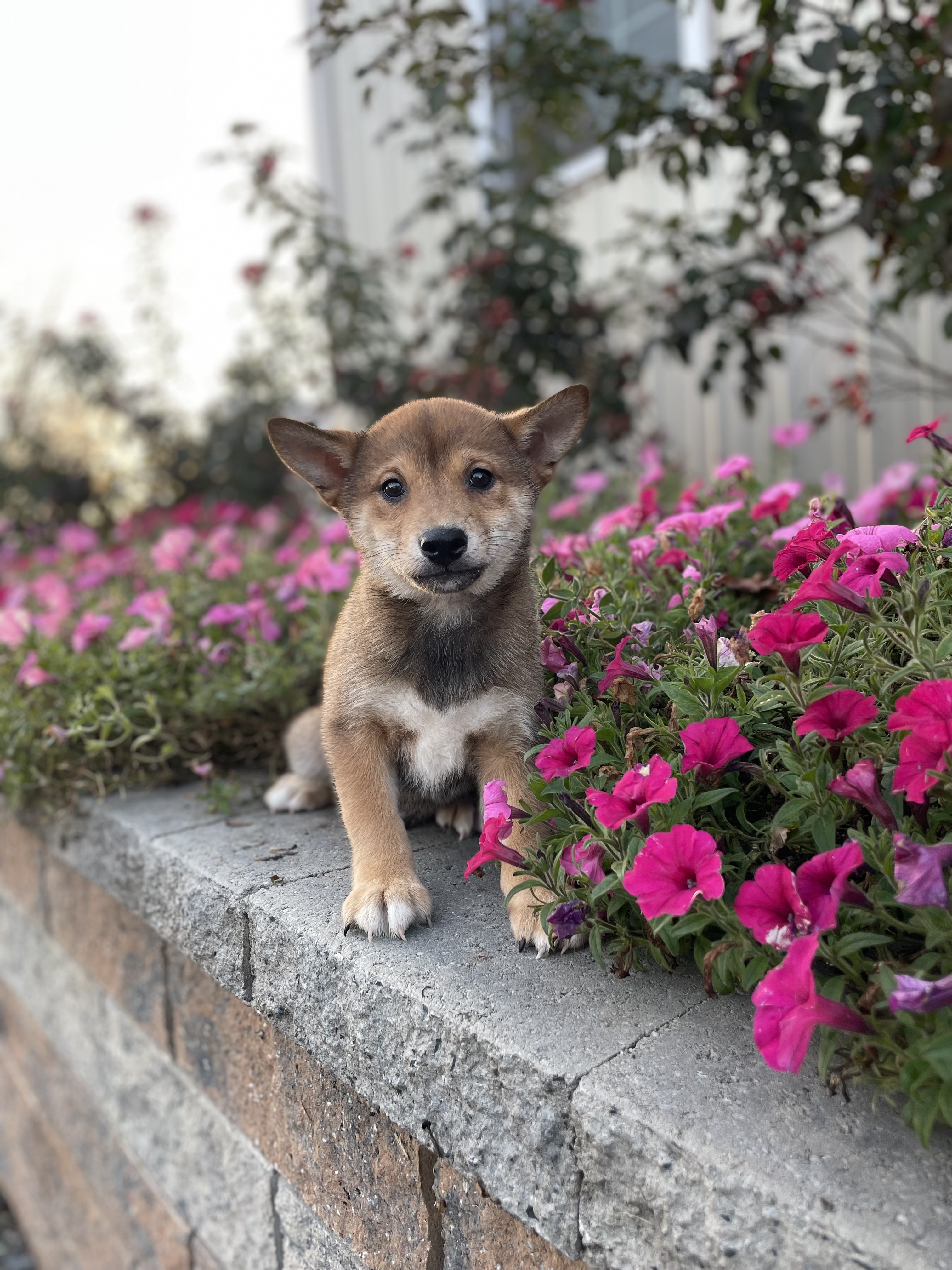 puppy, for, sale, Shiba Inu, Curtis  Martin, dog, breeder, Seneca Falls, NY, dog-breeder, puppy-for-sale, forsale, nearby, find, puppyfind, locator, puppylocator, aca