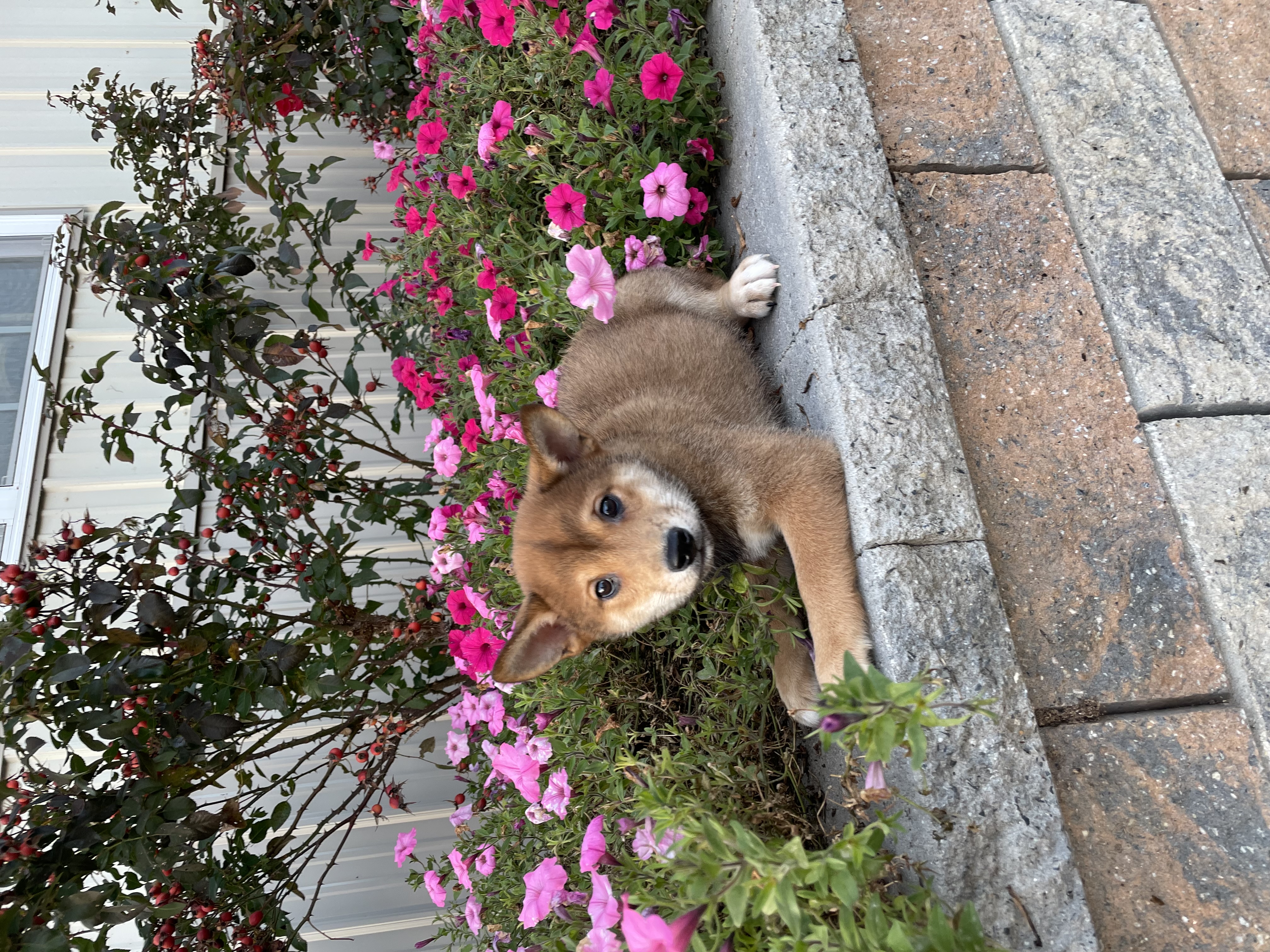 puppy, for, sale, Shiba Inu, Curtis  Martin, dog, breeder, Seneca Falls, NY, dog-breeder, puppy-for-sale, forsale, nearby, find, puppyfind, locator, puppylocator, aca