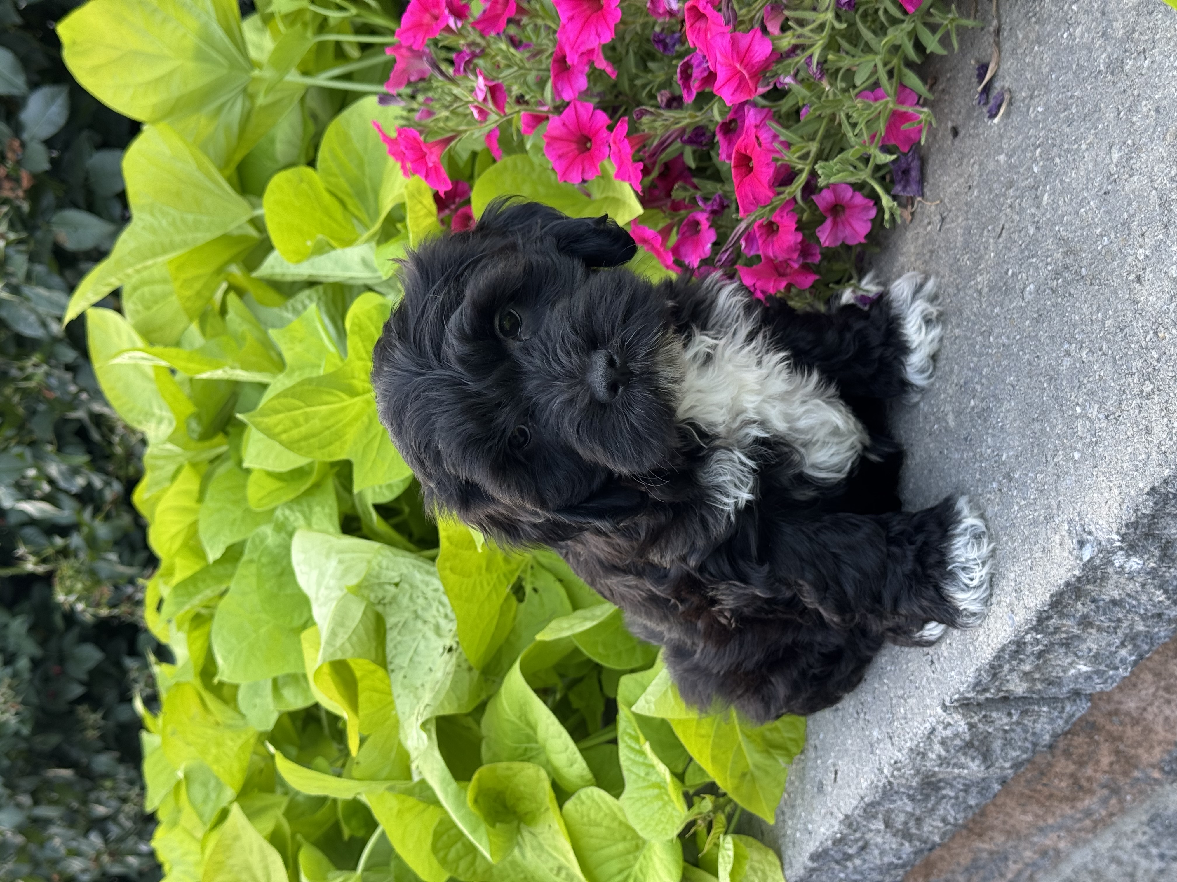 puppy, for, sale, Lhasa Poo, Curtis  Martin, dog, breeder, Seneca Falls, NY, dog-breeder, puppy-for-sale, forsale, nearby, find, puppyfind, locator, puppylocator, aca