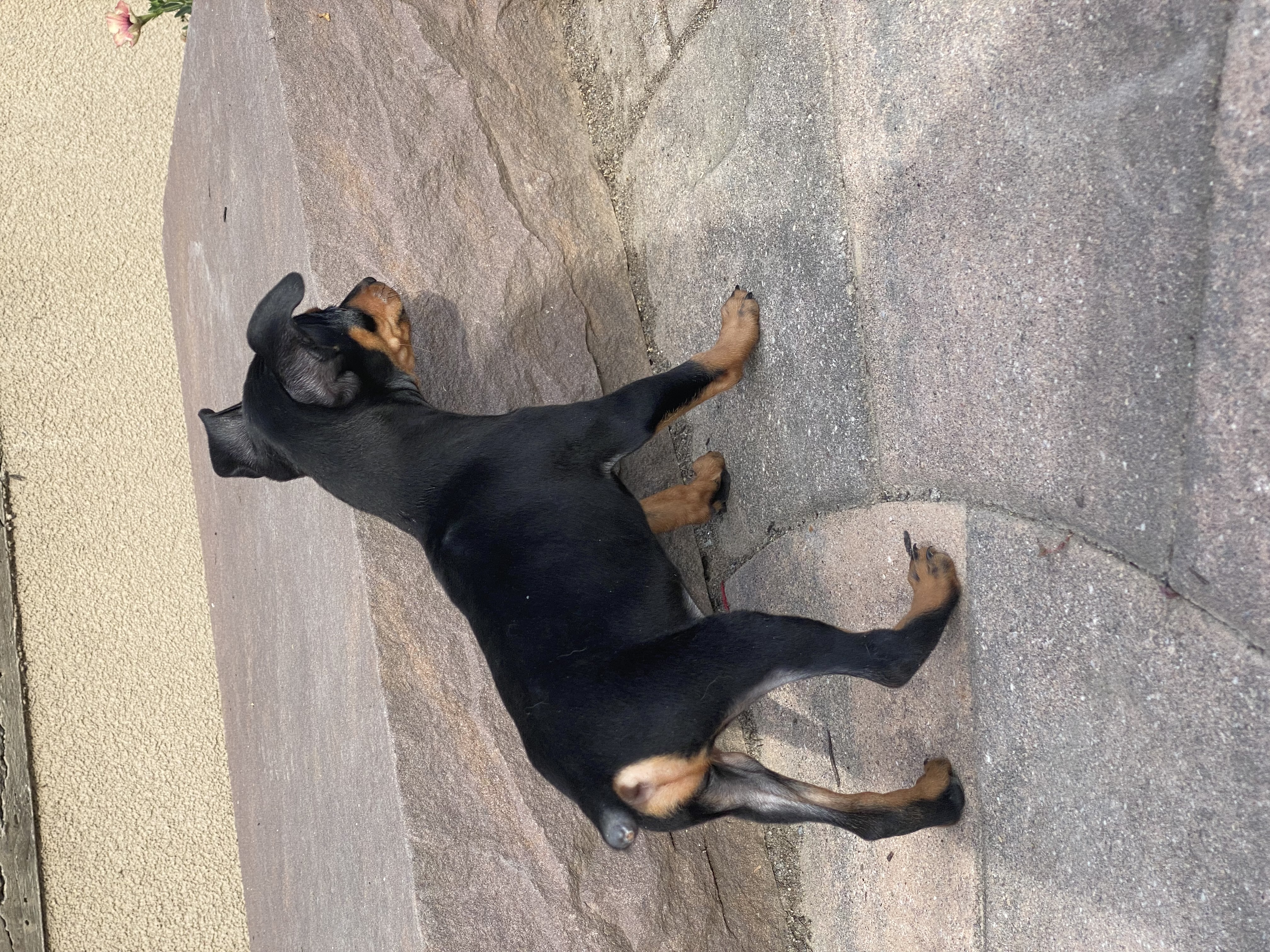 puppy, for, sale, Miniature Pinscher, Curtis  Martin, dog, breeder, Seneca Falls, NY, dog-breeder, puppy-for-sale, forsale, nearby, find, puppyfind, locator, puppylocator, aca