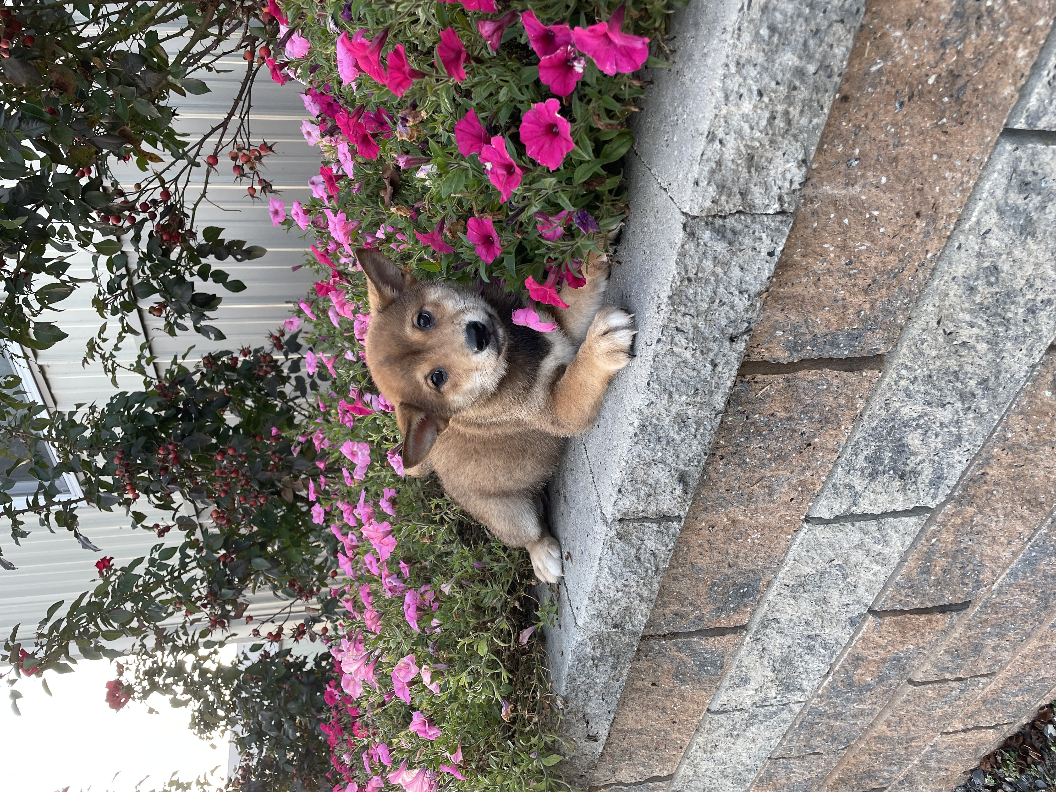 puppy, for, sale, Shiba Inu, Curtis  Martin, dog, breeder, Seneca Falls, NY, dog-breeder, puppy-for-sale, forsale, nearby, find, puppyfind, locator, puppylocator, aca