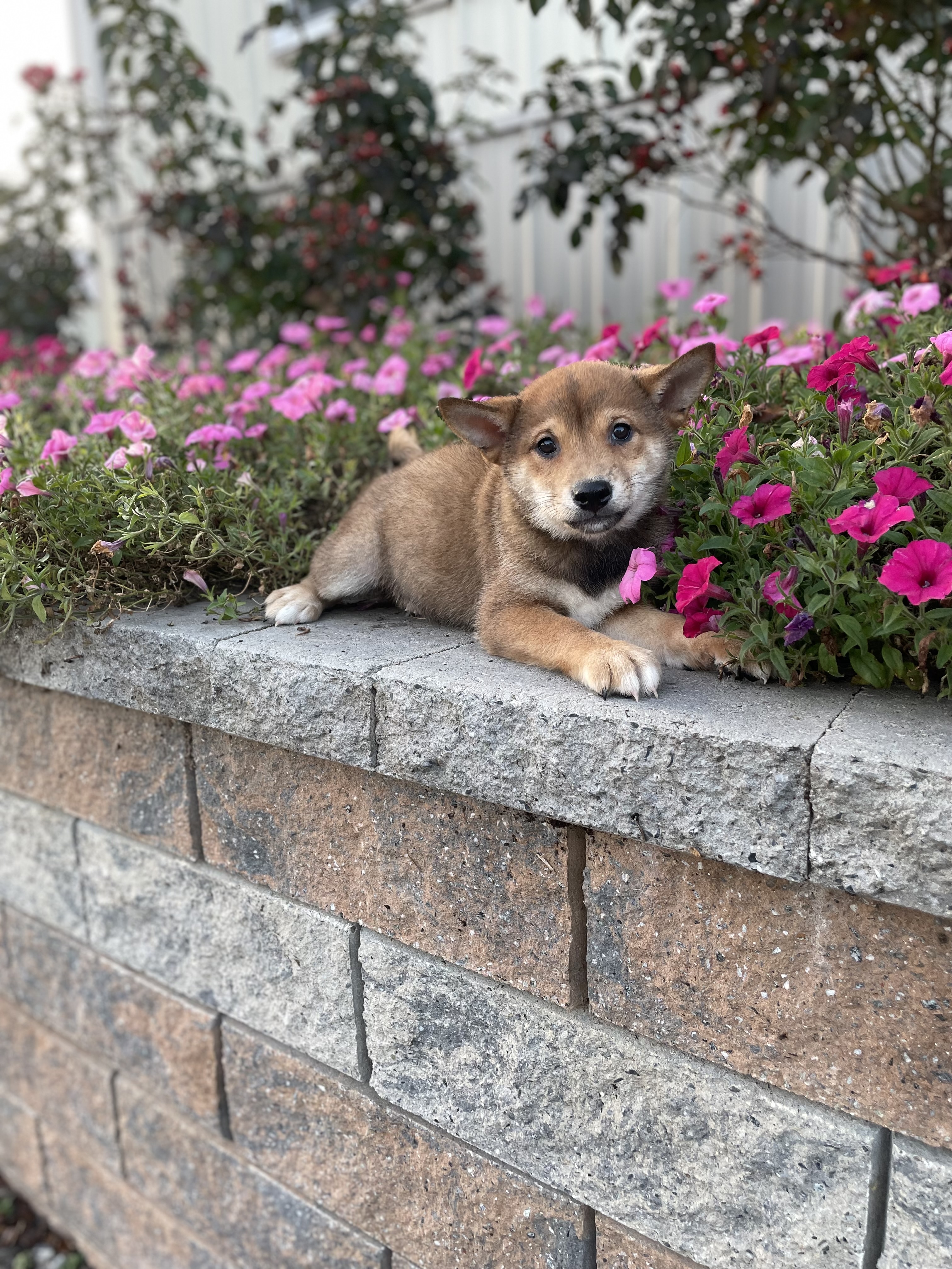 puppy, for, sale, Shiba Inu, Curtis  Martin, dog, breeder, Seneca Falls, NY, dog-breeder, puppy-for-sale, forsale, nearby, find, puppyfind, locator, puppylocator, aca