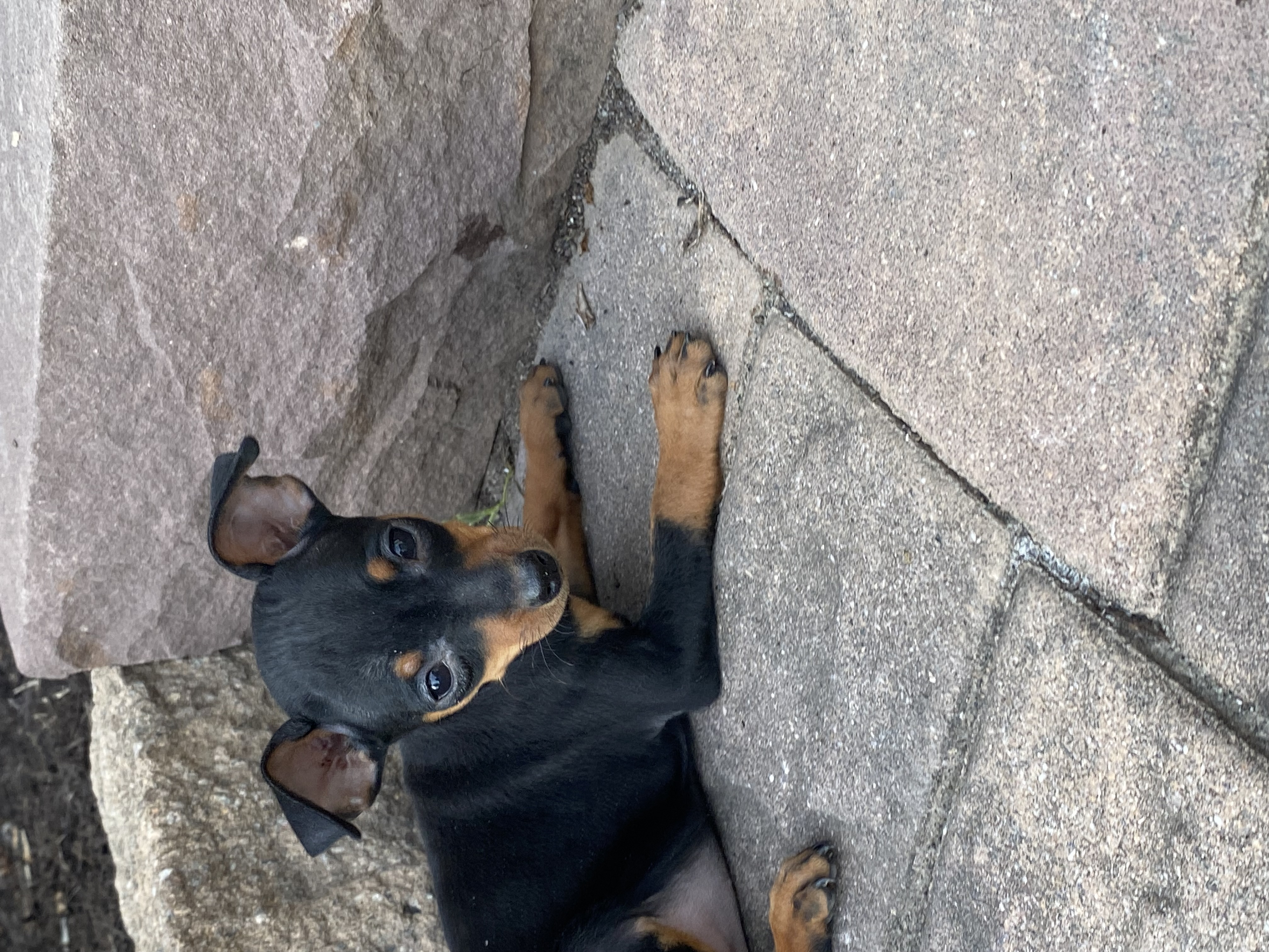 puppy, for, sale, Miniature Pinscher, Curtis  Martin, dog, breeder, Seneca Falls, NY, dog-breeder, puppy-for-sale, forsale, nearby, find, puppyfind, locator, puppylocator, aca