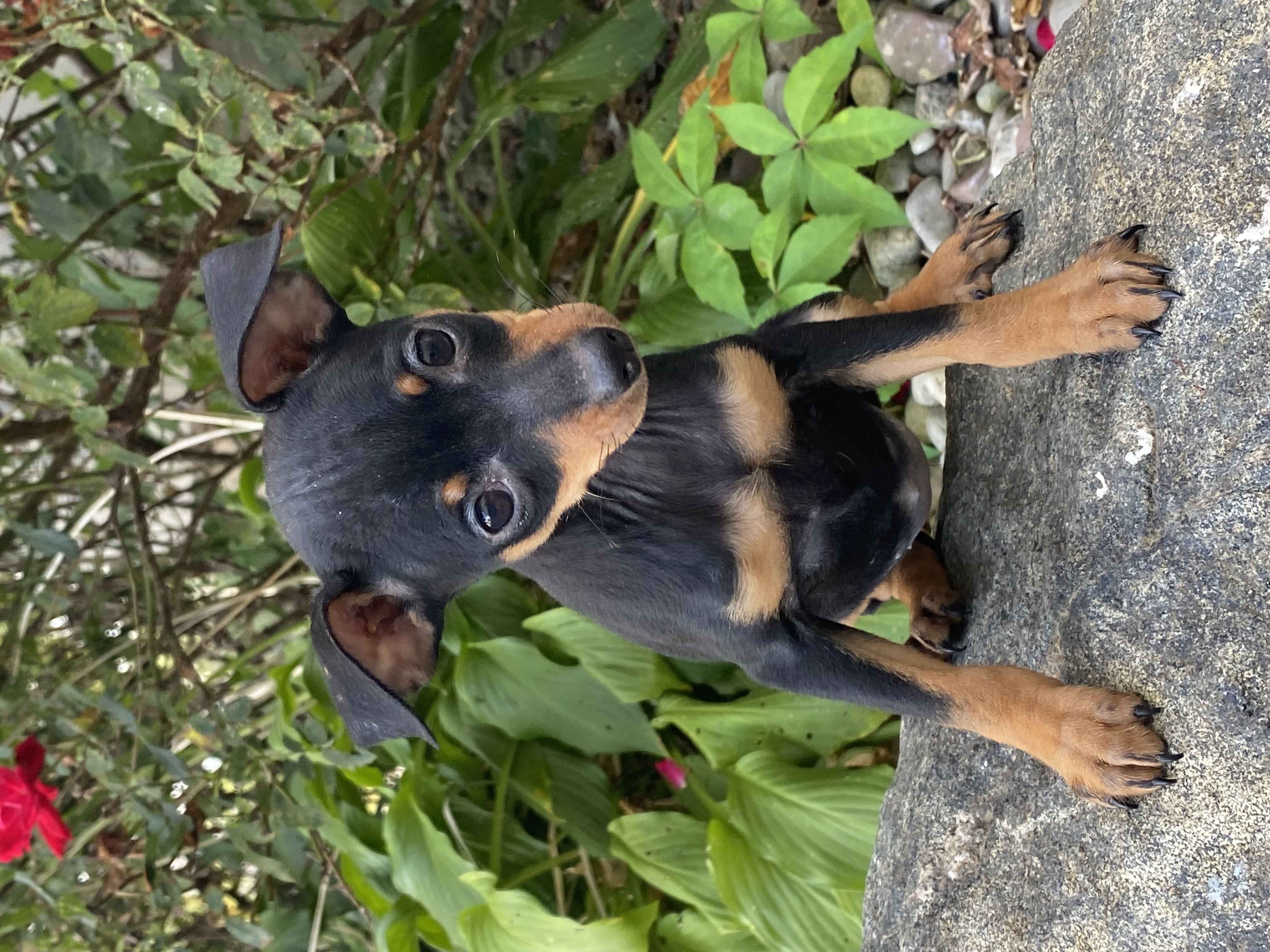 puppy, for, sale, Miniature Pinscher, Curtis  Martin, dog, breeder, Seneca Falls, NY, dog-breeder, puppy-for-sale, forsale, nearby, find, puppyfind, locator, puppylocator, aca