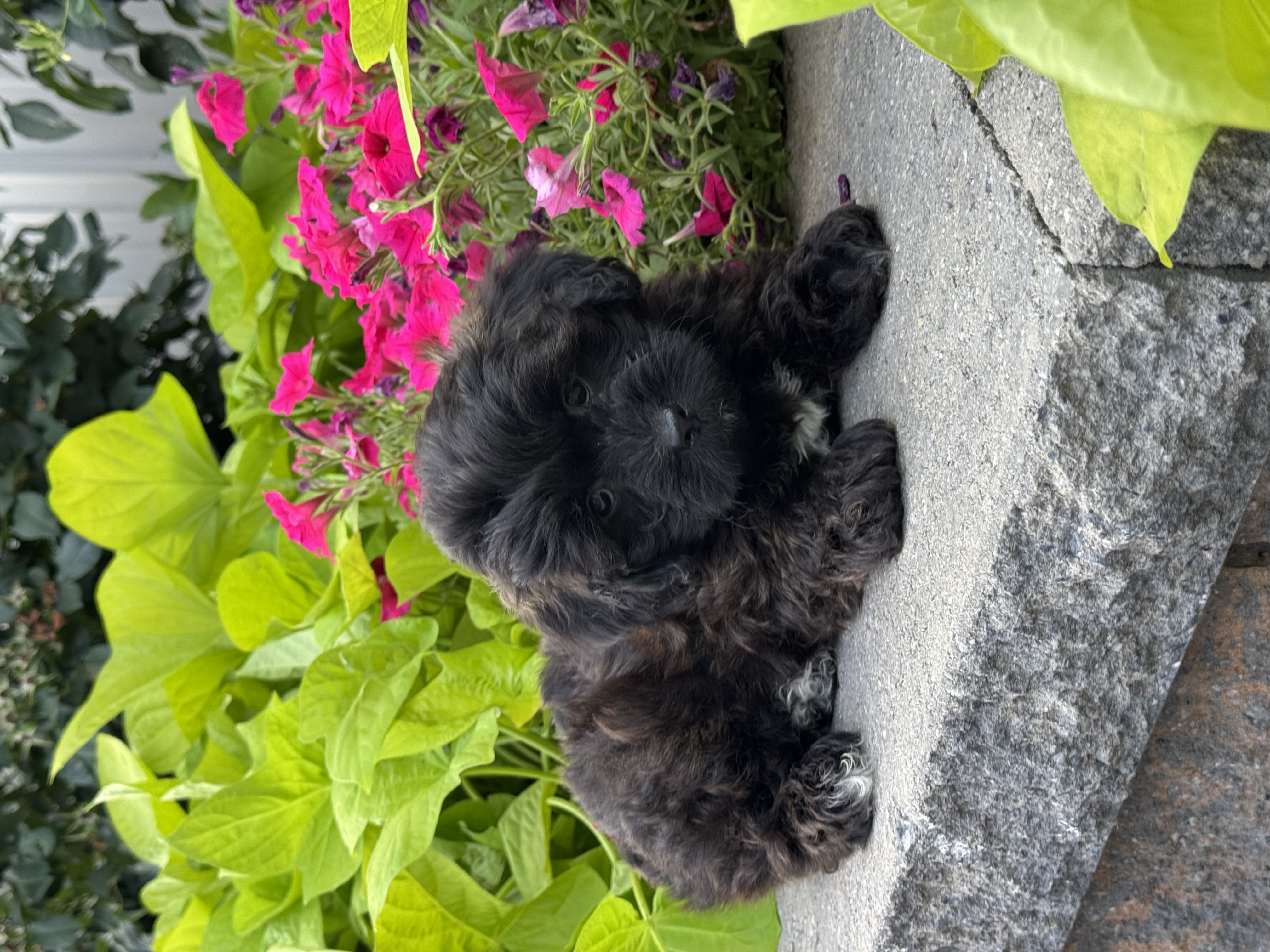 puppy, for, sale, Lhasa Poo, Curtis  Martin, dog, breeder, Seneca Falls, NY, dog-breeder, puppy-for-sale, forsale, nearby, find, puppyfind, locator, puppylocator, aca
