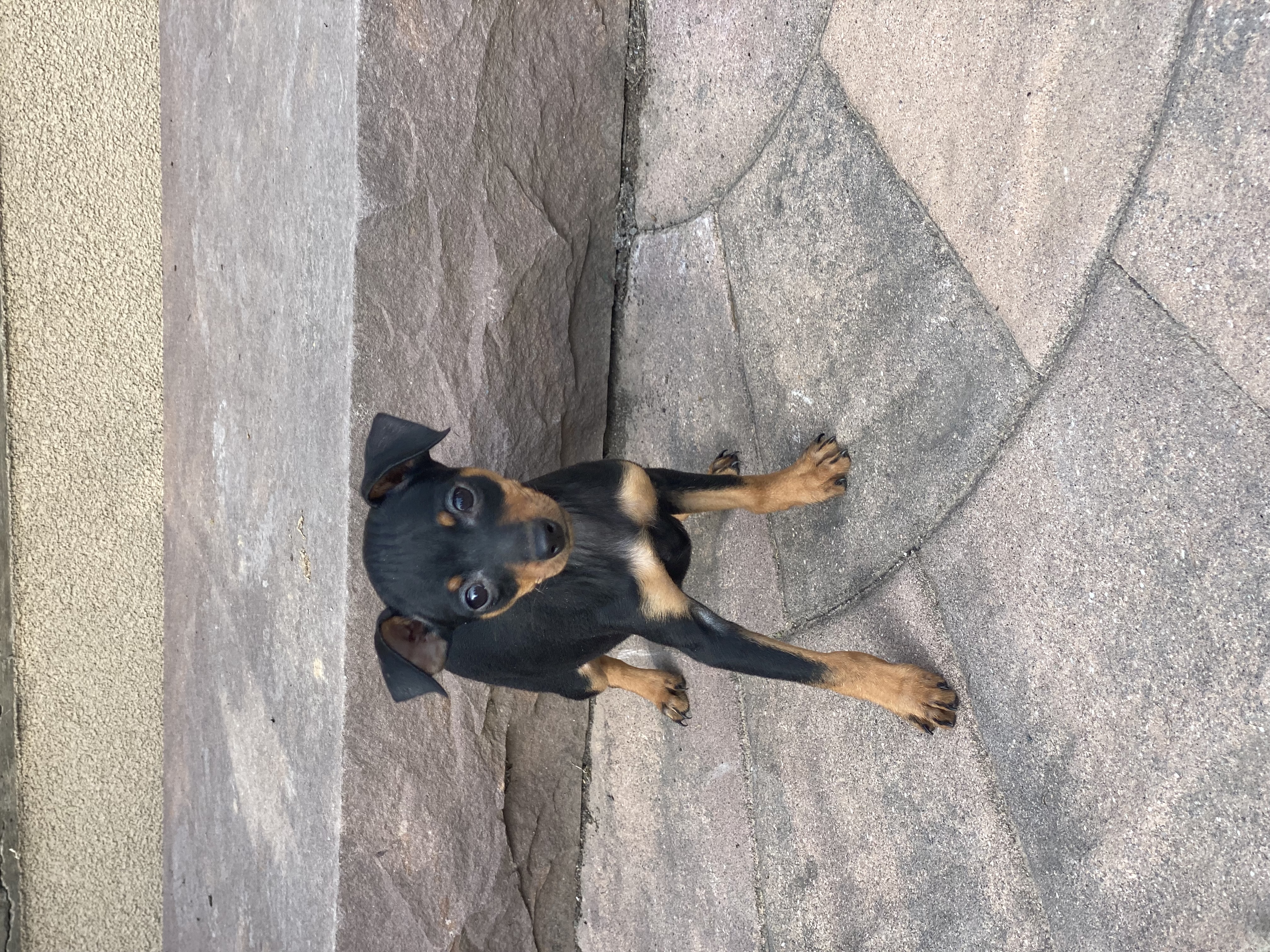 puppy, for, sale, Miniature Pinscher, Curtis  Martin, dog, breeder, Seneca Falls, NY, dog-breeder, puppy-for-sale, forsale, nearby, find, puppyfind, locator, puppylocator, aca