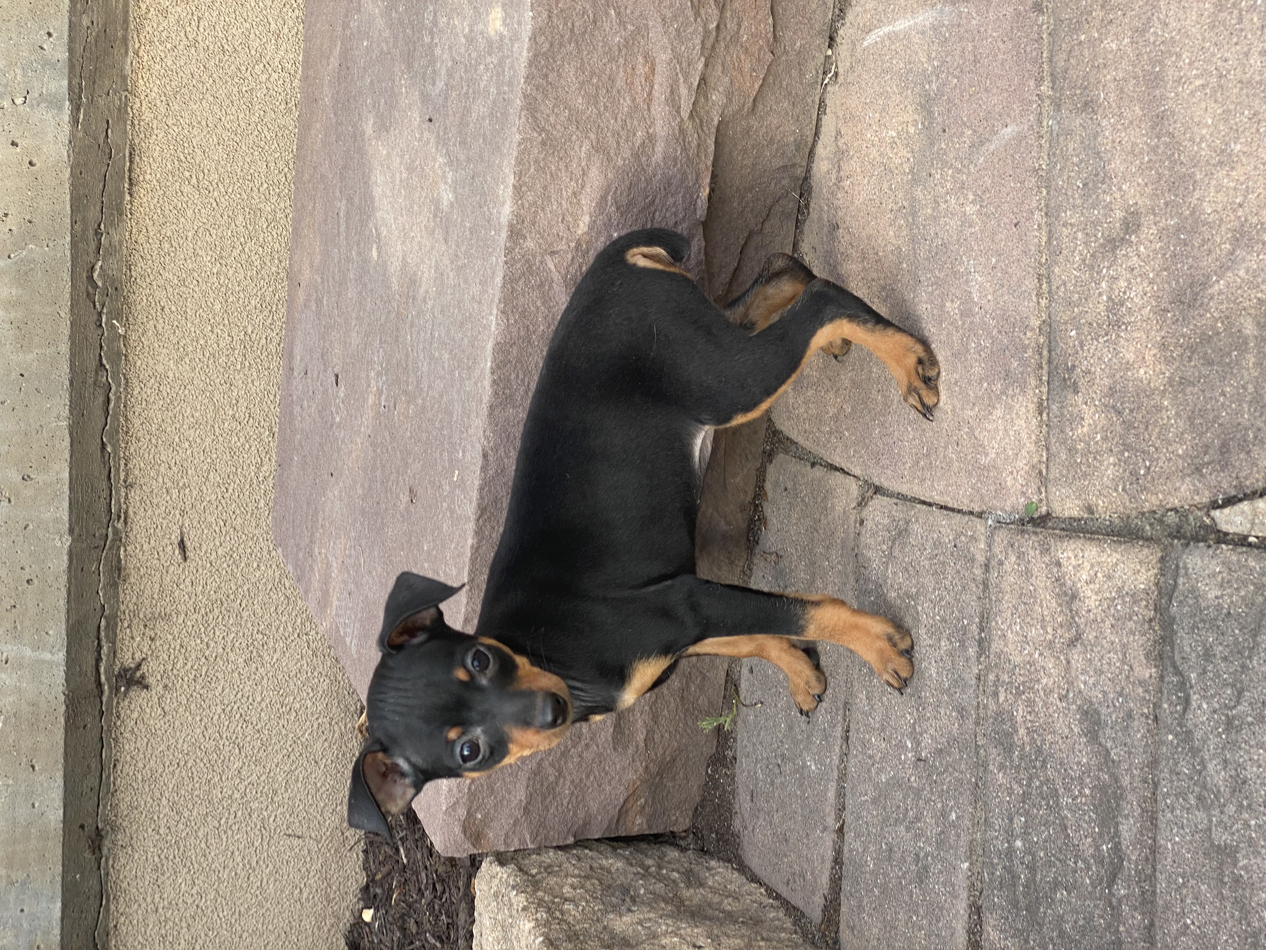 puppy, for, sale, Miniature Pinscher, Curtis  Martin, dog, breeder, Seneca Falls, NY, dog-breeder, puppy-for-sale, forsale, nearby, find, puppyfind, locator, puppylocator, aca