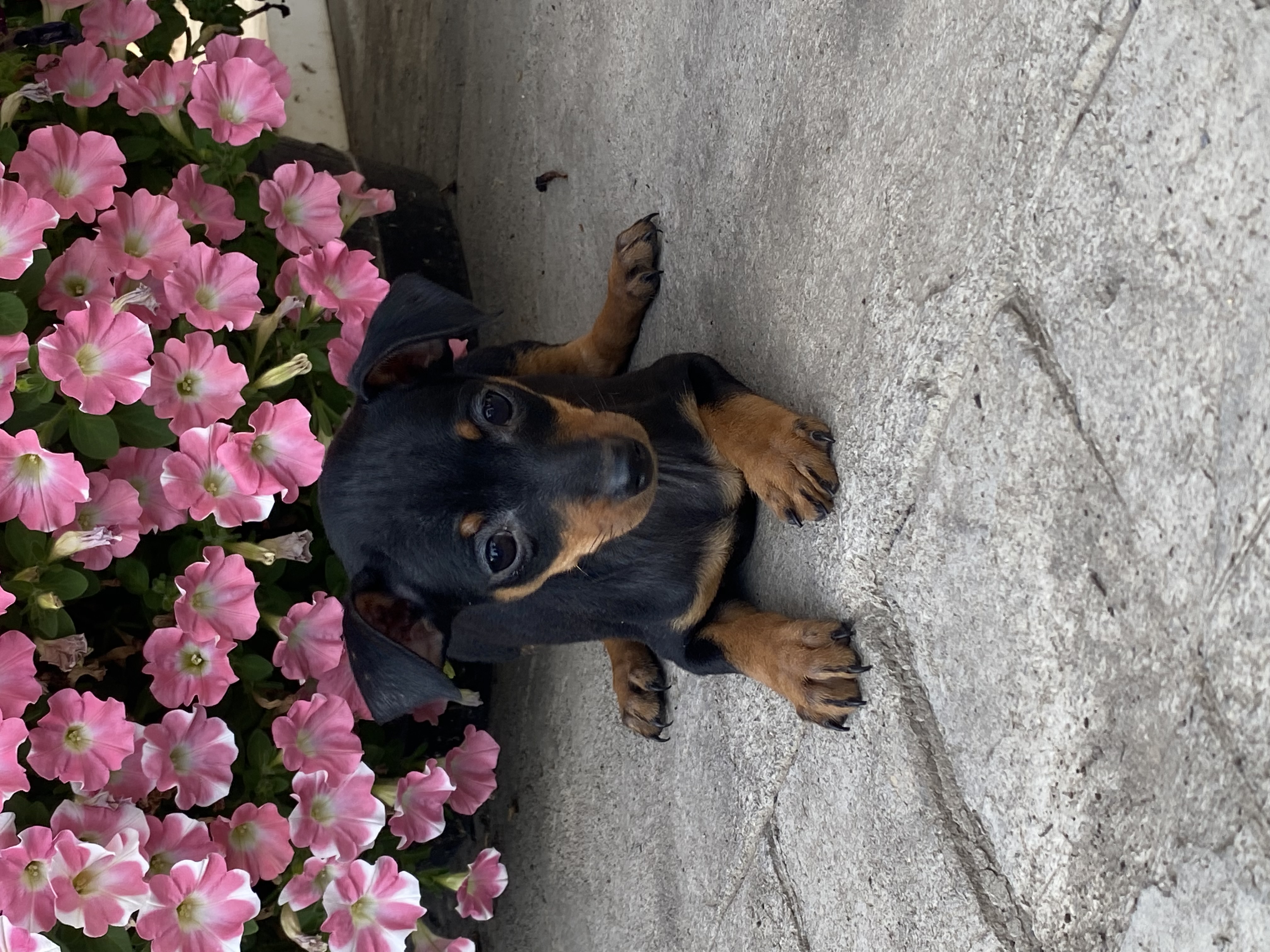 puppy, for, sale, Miniature Pinscher, Curtis  Martin, dog, breeder, Seneca Falls, NY, dog-breeder, puppy-for-sale, forsale, nearby, find, puppyfind, locator, puppylocator, aca