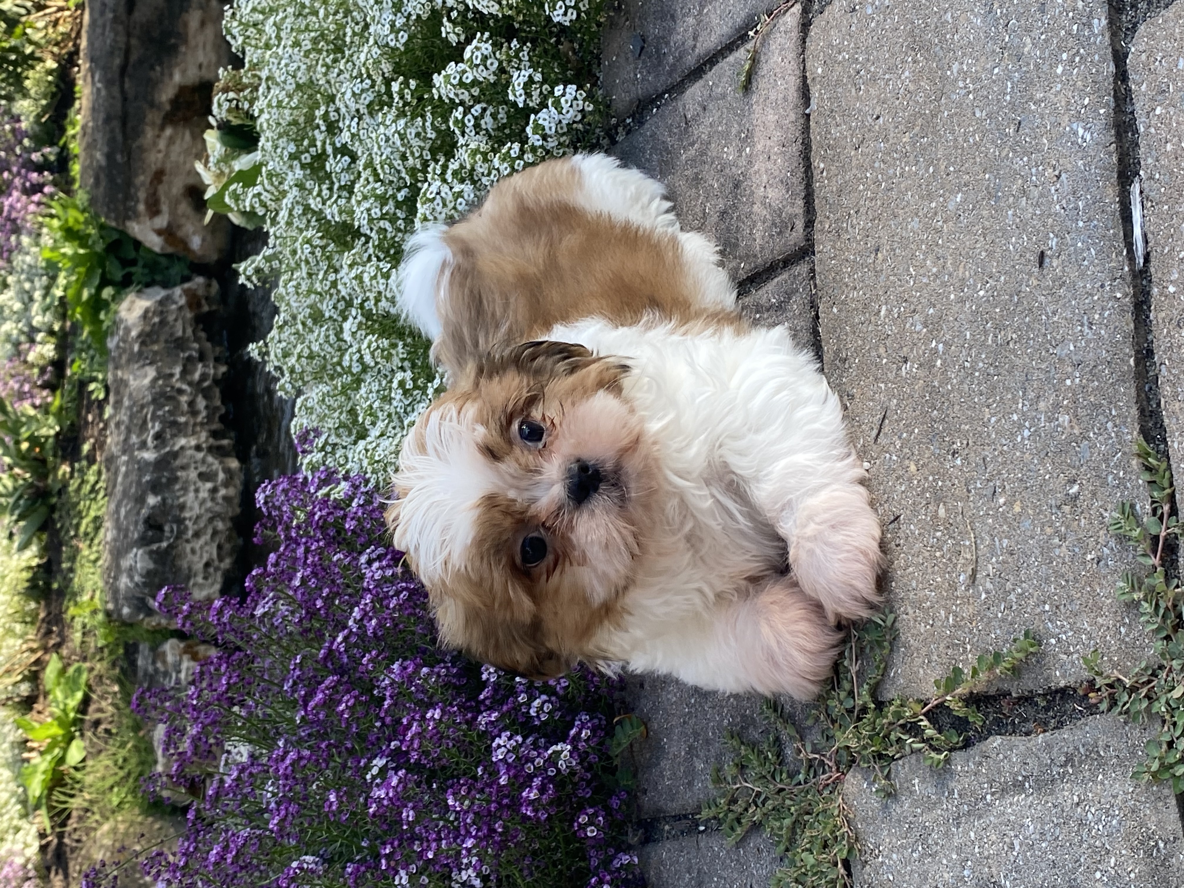 puppy, for, sale, Shih Tzu, Curtis  Martin, dog, breeder, Seneca Falls, NY, dog-breeder, puppy-for-sale, forsale, nearby, find, puppyfind, locator, puppylocator, aca