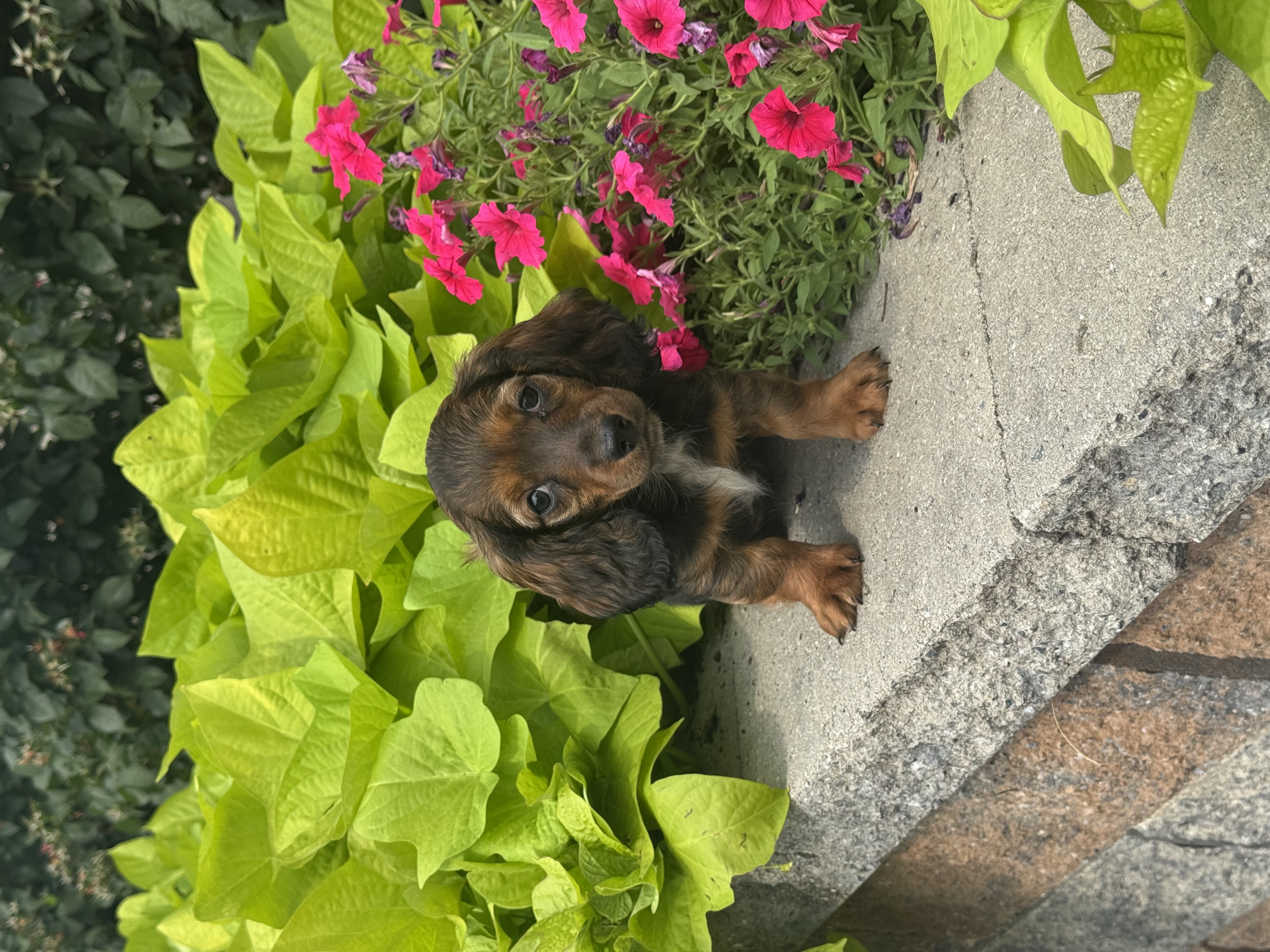 puppy, for, sale, Dachshund, Curtis  Martin, dog, breeder, Seneca Falls, NY, dog-breeder, puppy-for-sale, forsale, nearby, find, puppyfind, locator, puppylocator, aca