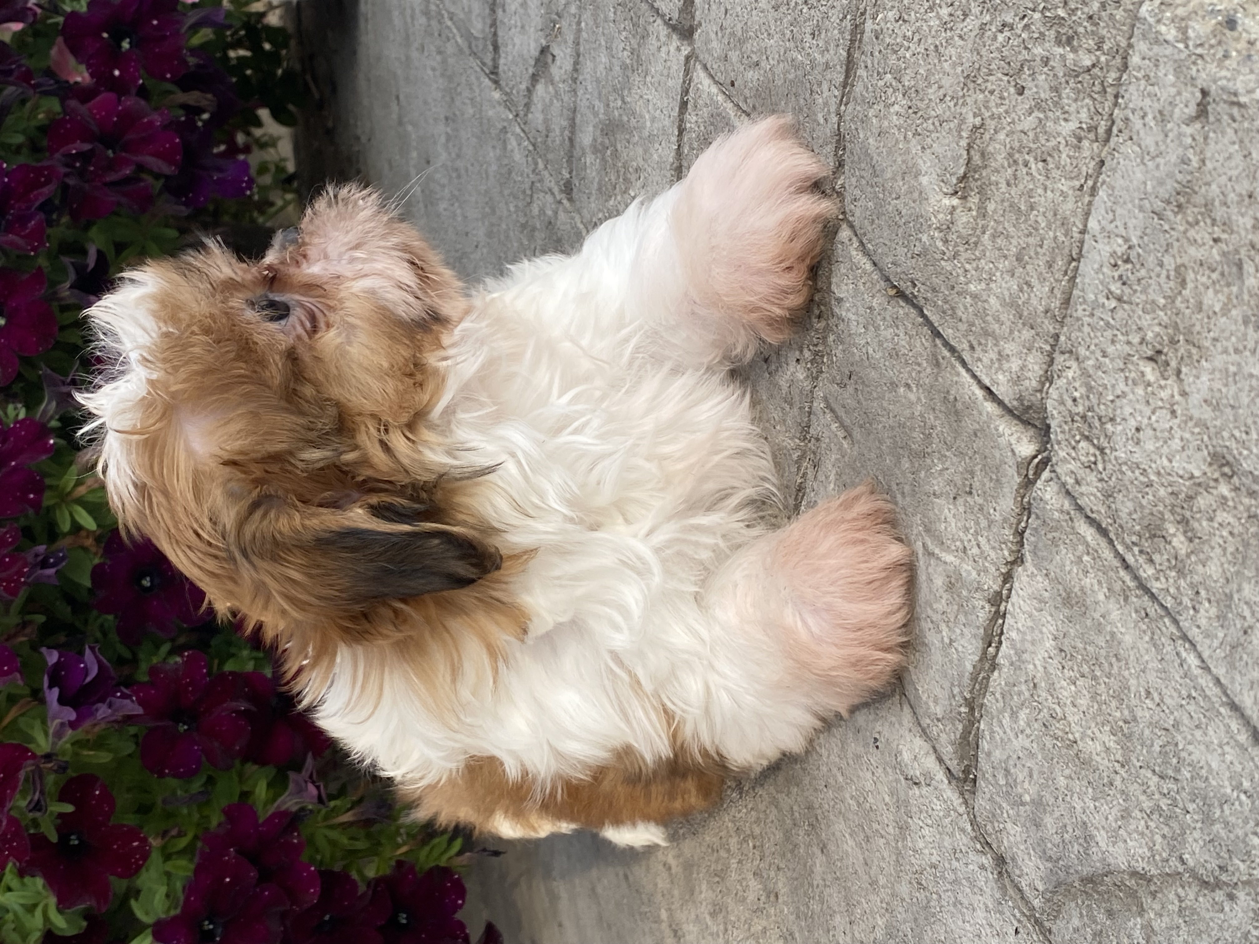 puppy, for, sale, Shih Tzu, Curtis  Martin, dog, breeder, Seneca Falls, NY, dog-breeder, puppy-for-sale, forsale, nearby, find, puppyfind, locator, puppylocator, aca