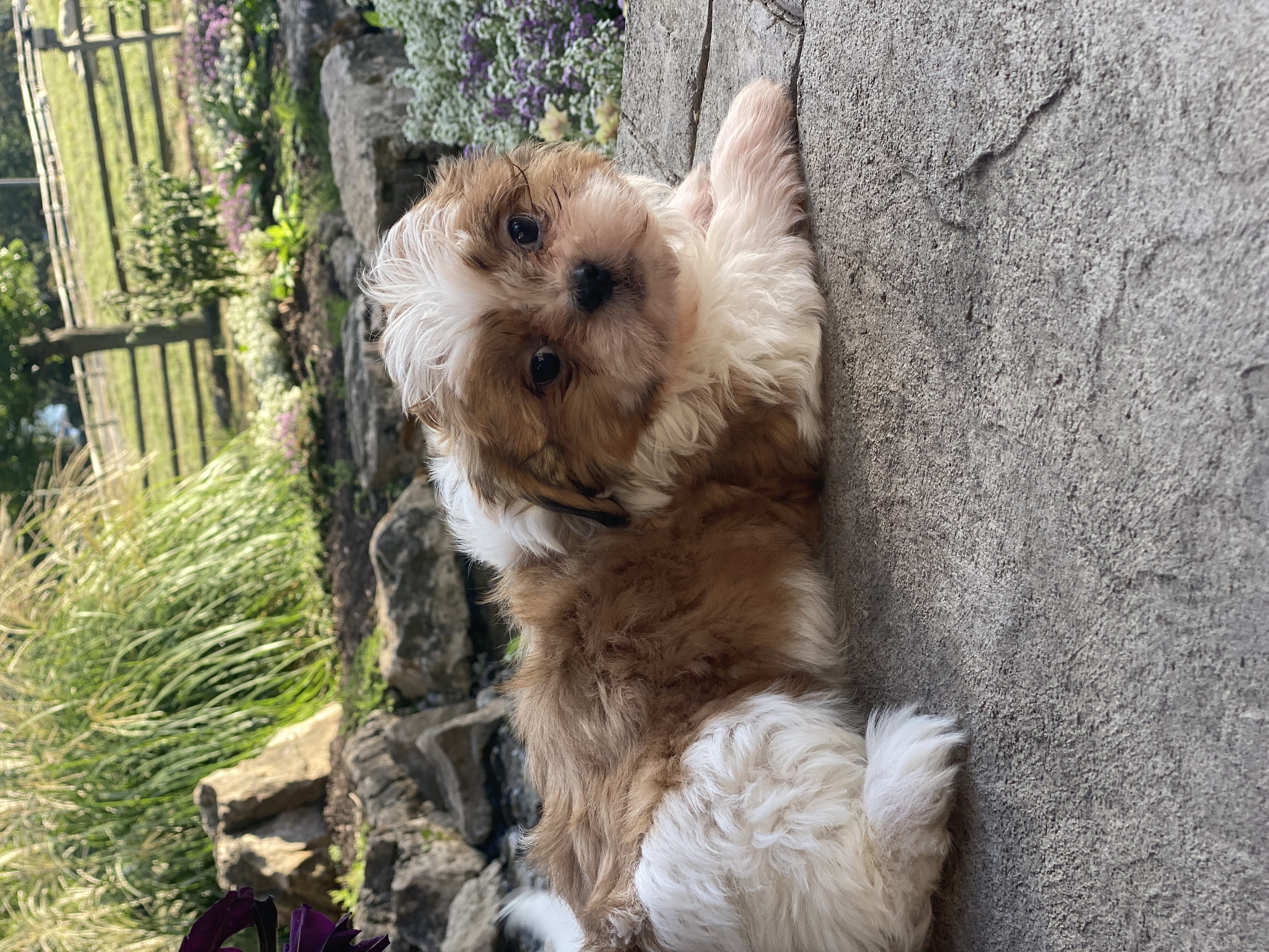 puppy, for, sale, Shih Tzu, Curtis  Martin, dog, breeder, Seneca Falls, NY, dog-breeder, puppy-for-sale, forsale, nearby, find, puppyfind, locator, puppylocator, aca
