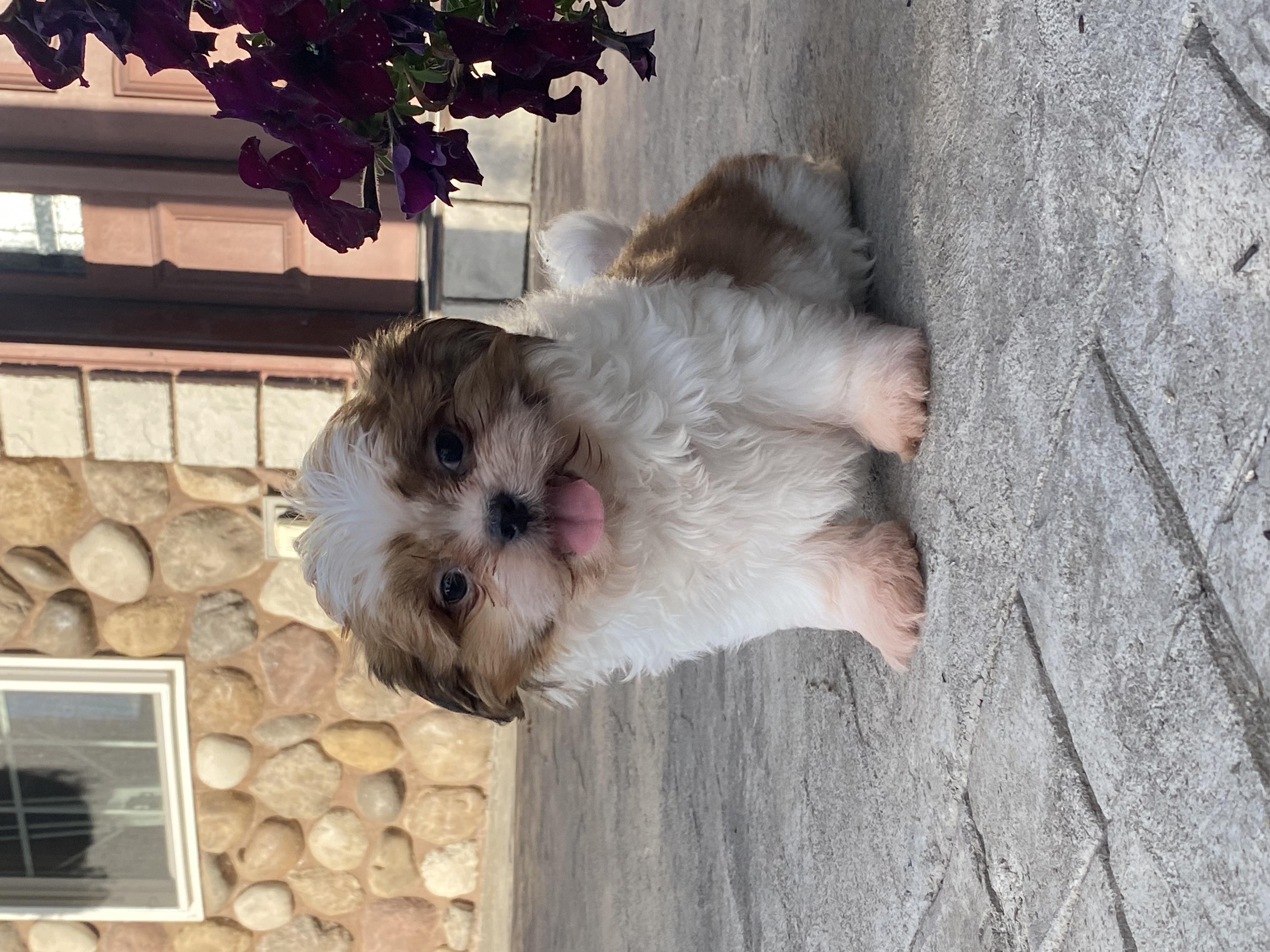 puppy, for, sale, Shih Tzu, Curtis  Martin, dog, breeder, Seneca Falls, NY, dog-breeder, puppy-for-sale, forsale, nearby, find, puppyfind, locator, puppylocator, aca