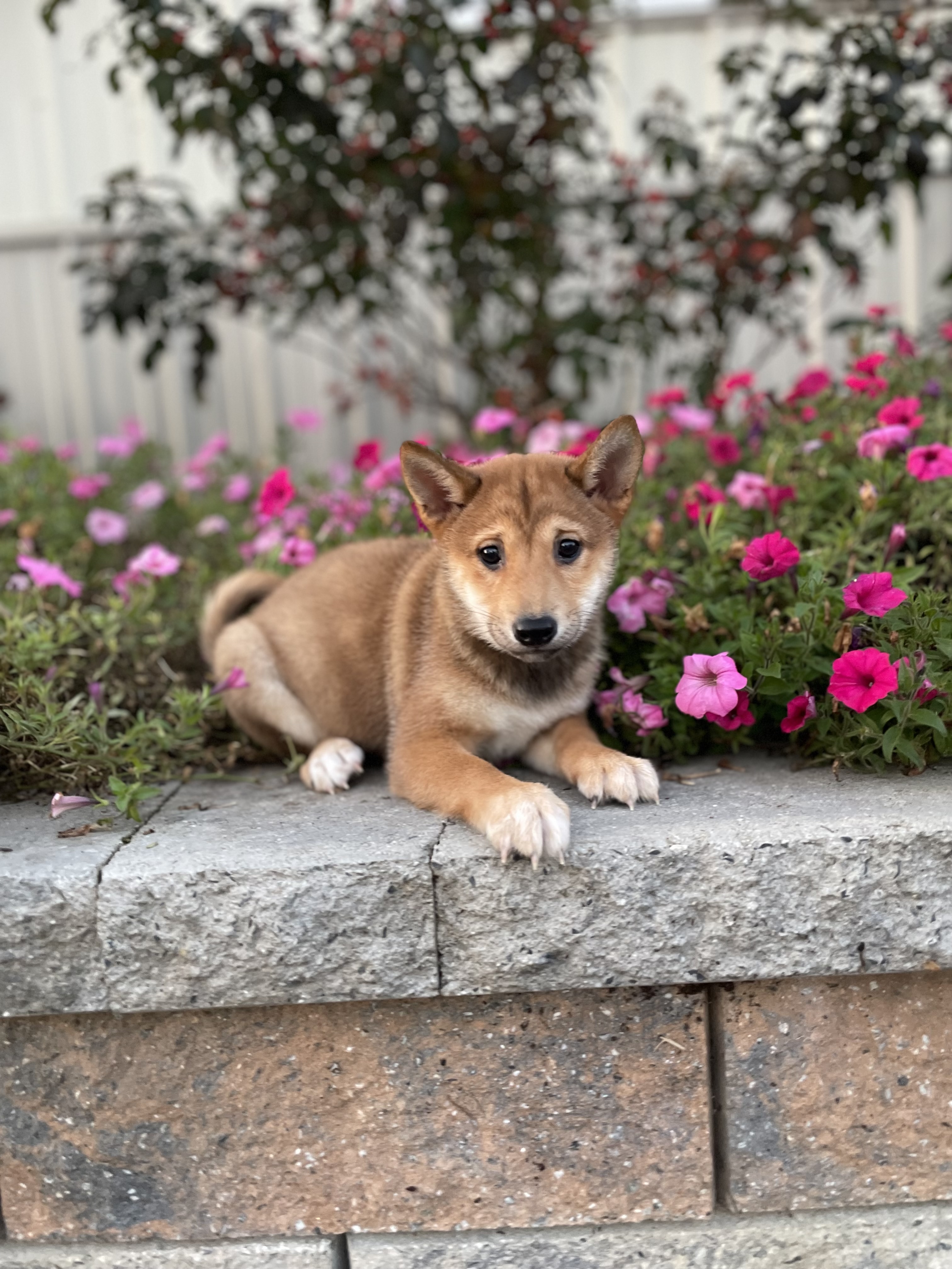 puppy, for, sale, Shiba Inu, Curtis  Martin, dog, breeder, Seneca Falls, NY, dog-breeder, puppy-for-sale, forsale, nearby, find, puppyfind, locator, puppylocator, aca
