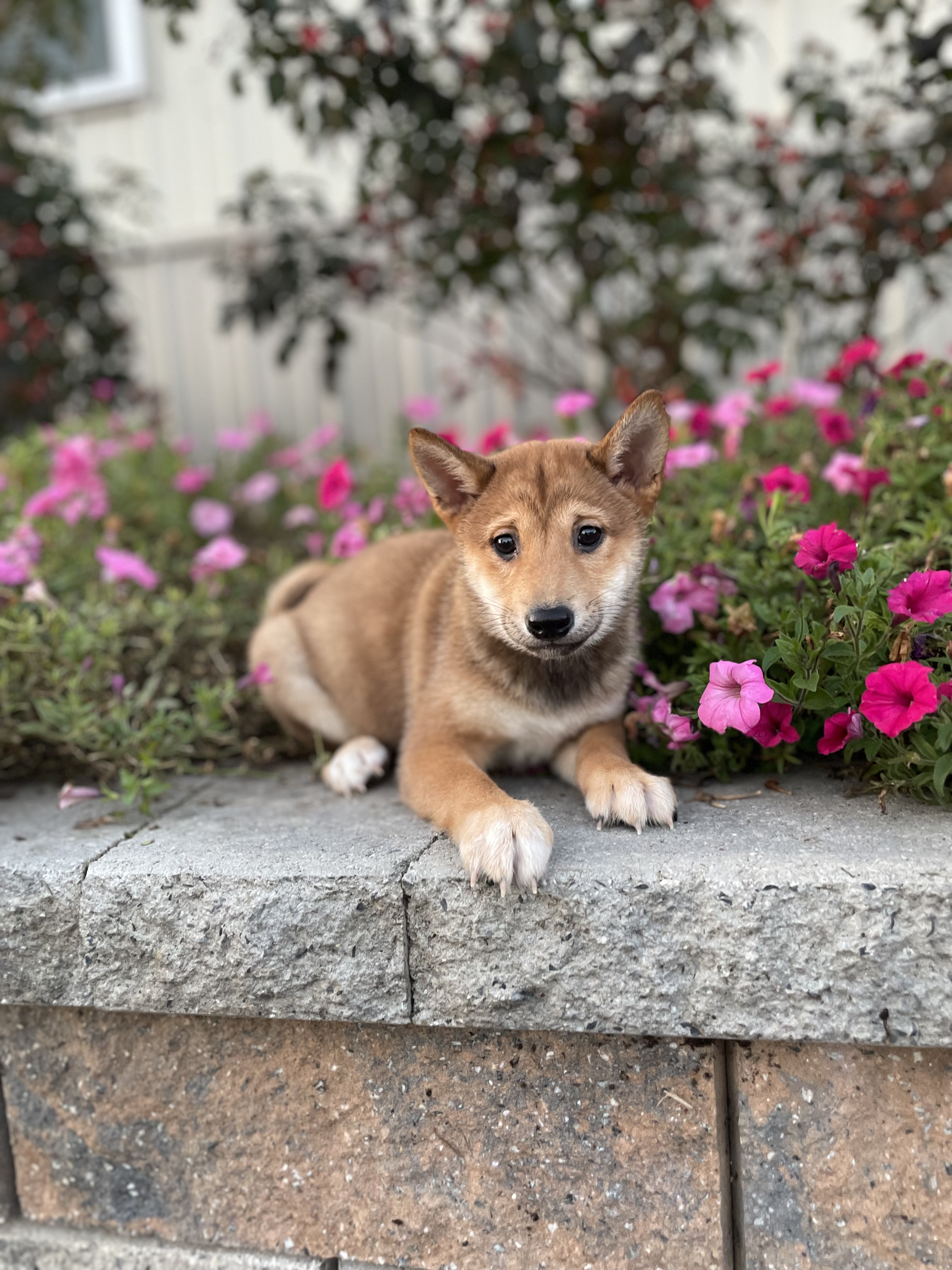 puppy, for, sale, Shiba Inu, Curtis  Martin, dog, breeder, Seneca Falls, NY, dog-breeder, puppy-for-sale, forsale, nearby, find, puppyfind, locator, puppylocator, aca