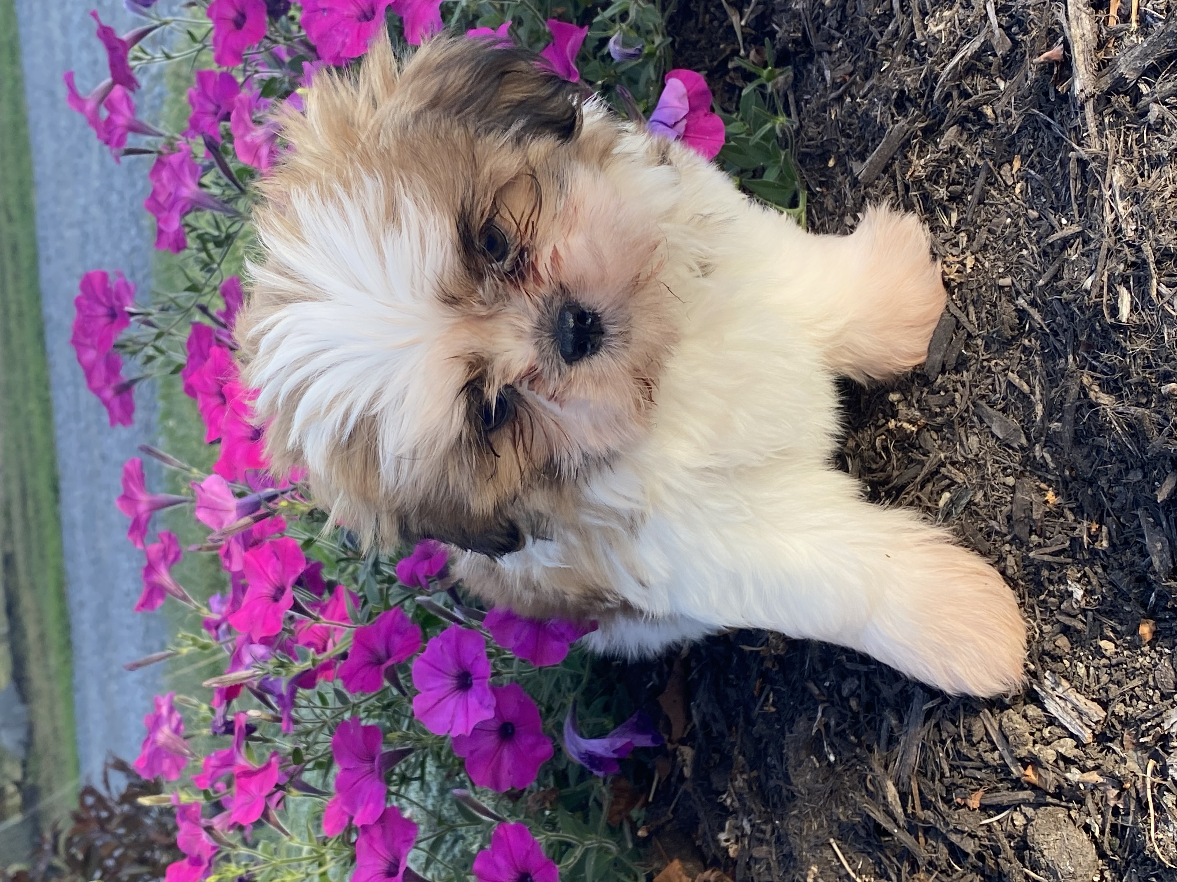 puppy, for, sale, Shih Tzu, Curtis  Martin, dog, breeder, Seneca Falls, NY, dog-breeder, puppy-for-sale, forsale, nearby, find, puppyfind, locator, puppylocator, aca