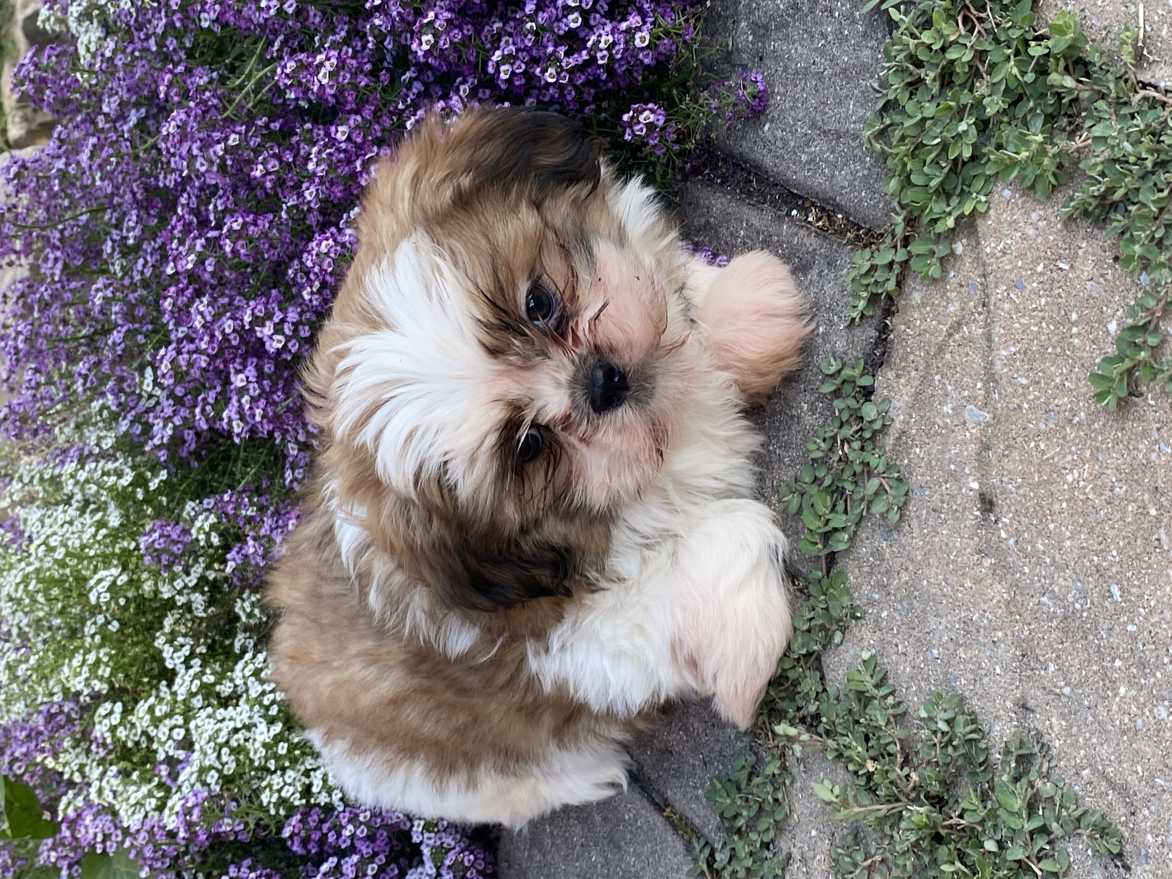 puppy, for, sale, Shih Tzu, Curtis  Martin, dog, breeder, Seneca Falls, NY, dog-breeder, puppy-for-sale, forsale, nearby, find, puppyfind, locator, puppylocator, aca