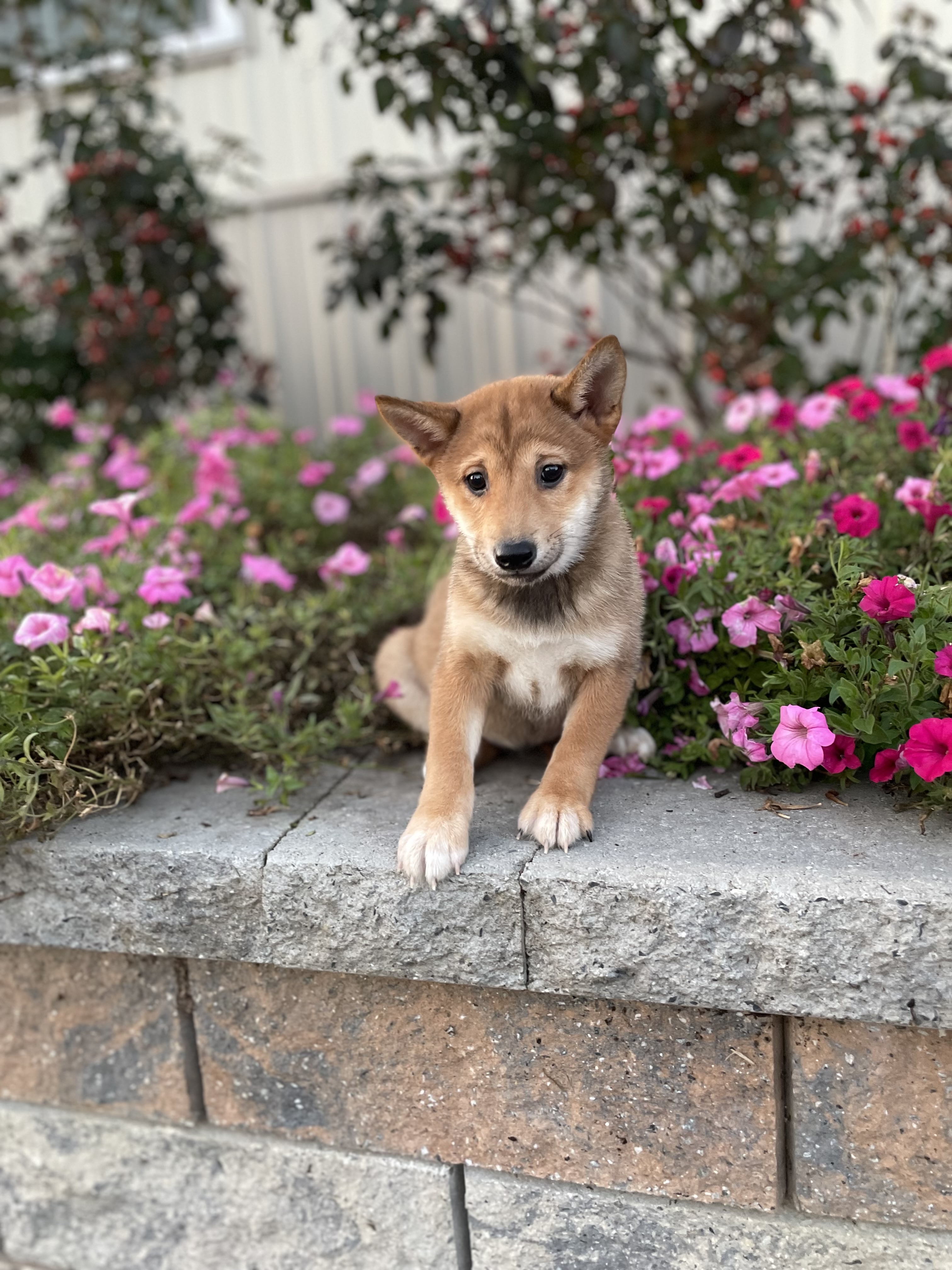 puppy, for, sale, Shiba Inu, Curtis  Martin, dog, breeder, Seneca Falls, NY, dog-breeder, puppy-for-sale, forsale, nearby, find, puppyfind, locator, puppylocator, aca