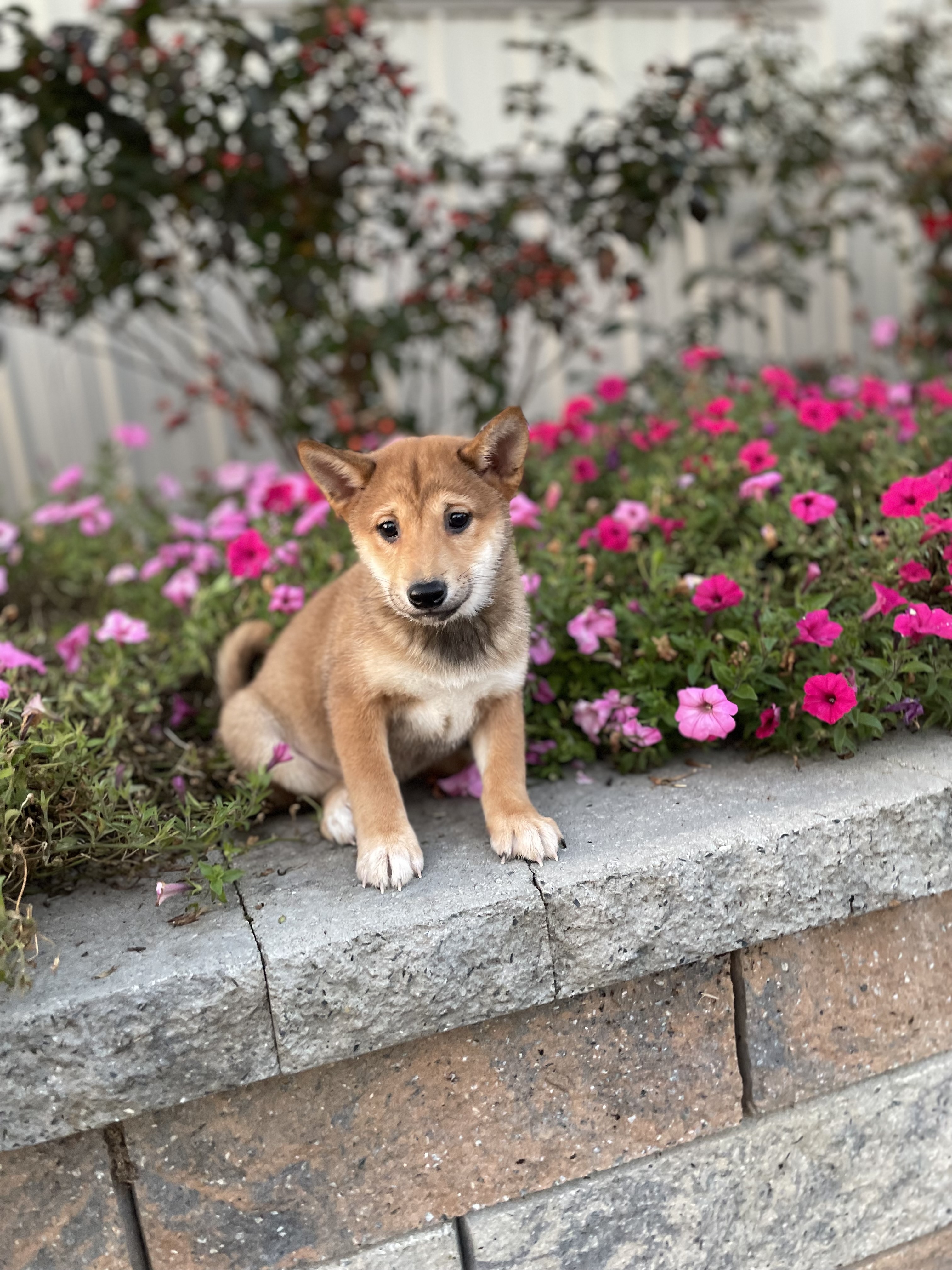 puppy, for, sale, Shiba Inu, Curtis  Martin, dog, breeder, Seneca Falls, NY, dog-breeder, puppy-for-sale, forsale, nearby, find, puppyfind, locator, puppylocator, aca