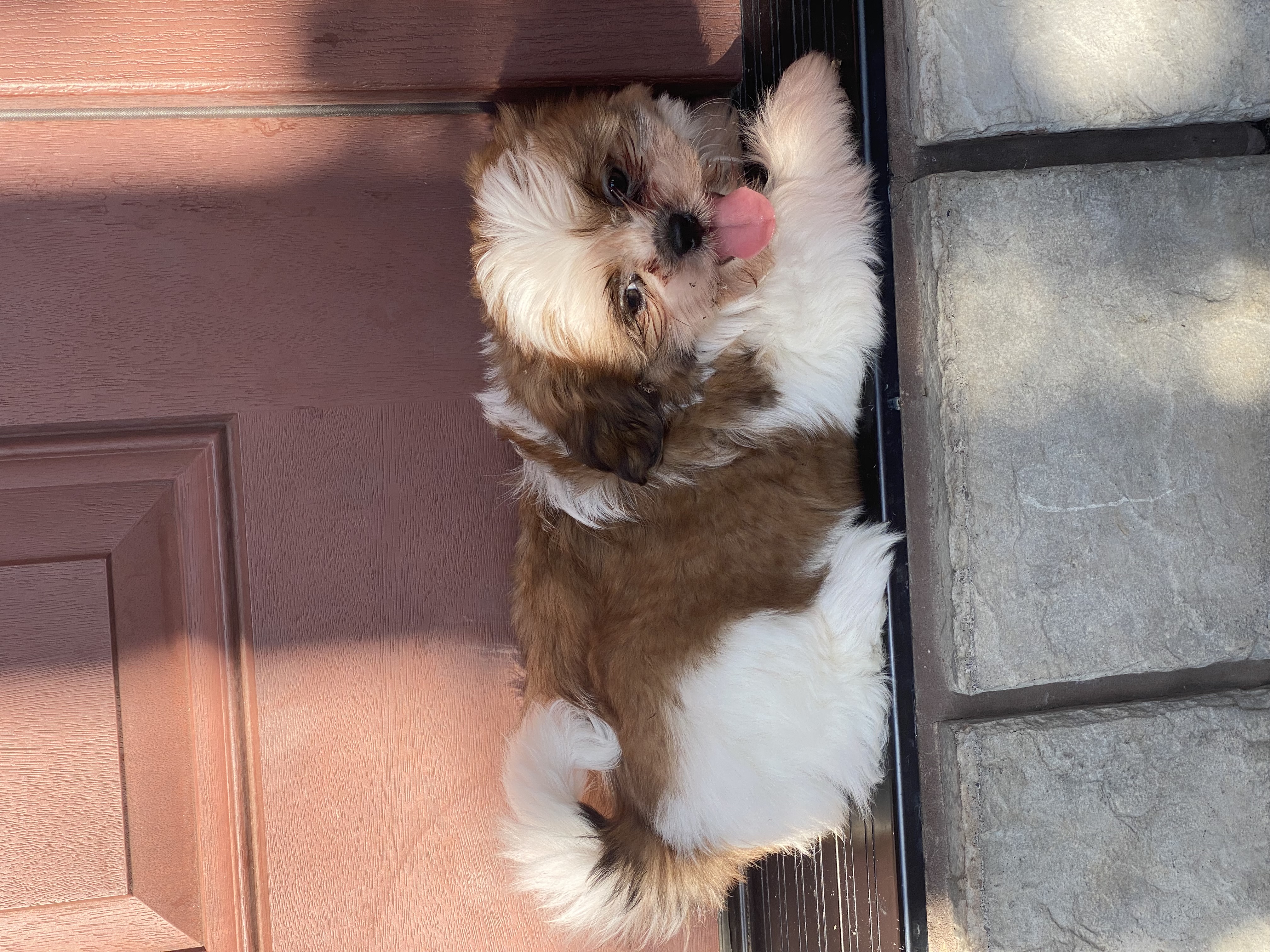 puppy, for, sale, Shih Tzu, Curtis  Martin, dog, breeder, Seneca Falls, NY, dog-breeder, puppy-for-sale, forsale, nearby, find, puppyfind, locator, puppylocator, aca