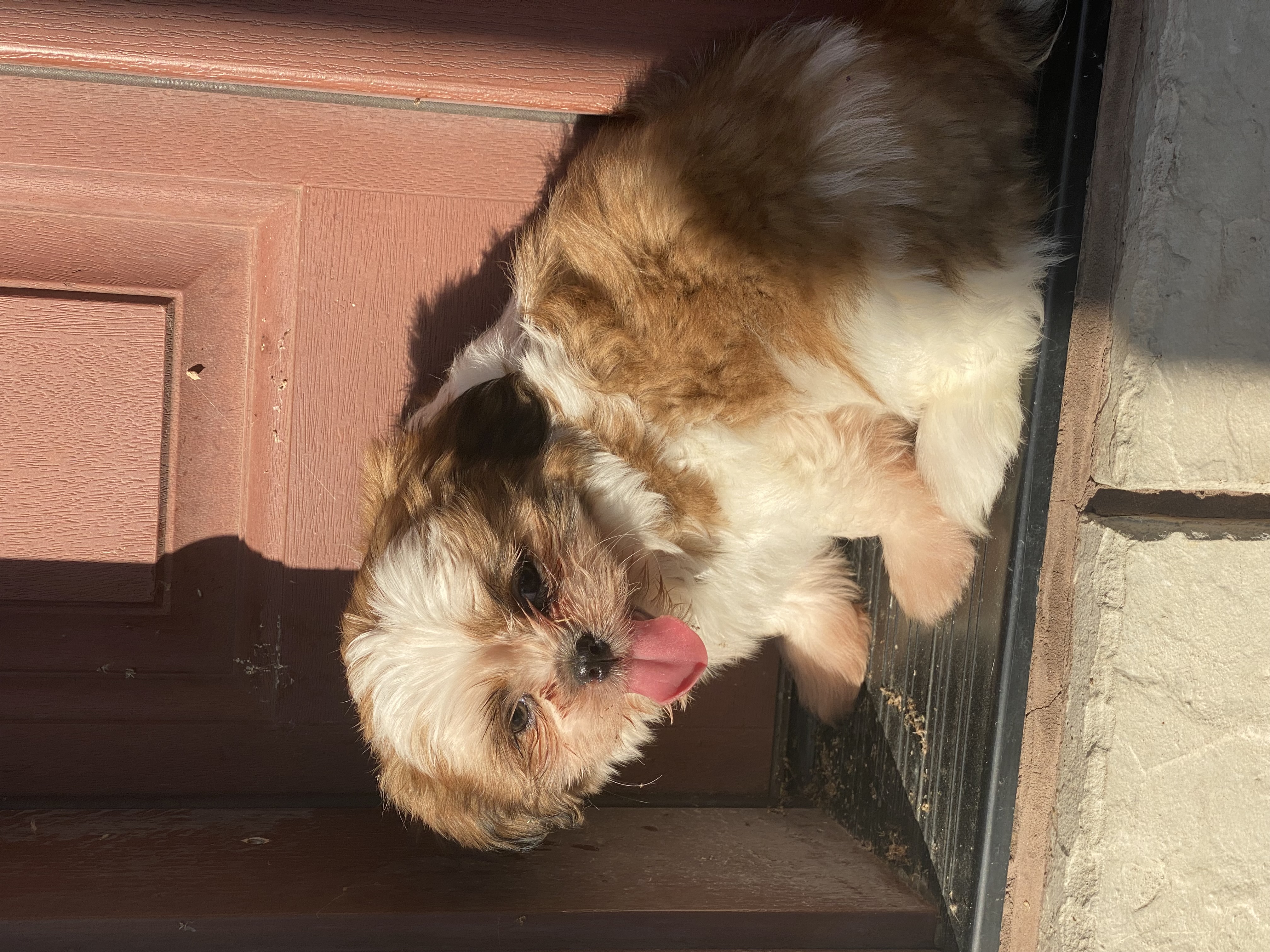 puppy, for, sale, Shih Tzu, Curtis  Martin, dog, breeder, Seneca Falls, NY, dog-breeder, puppy-for-sale, forsale, nearby, find, puppyfind, locator, puppylocator, aca