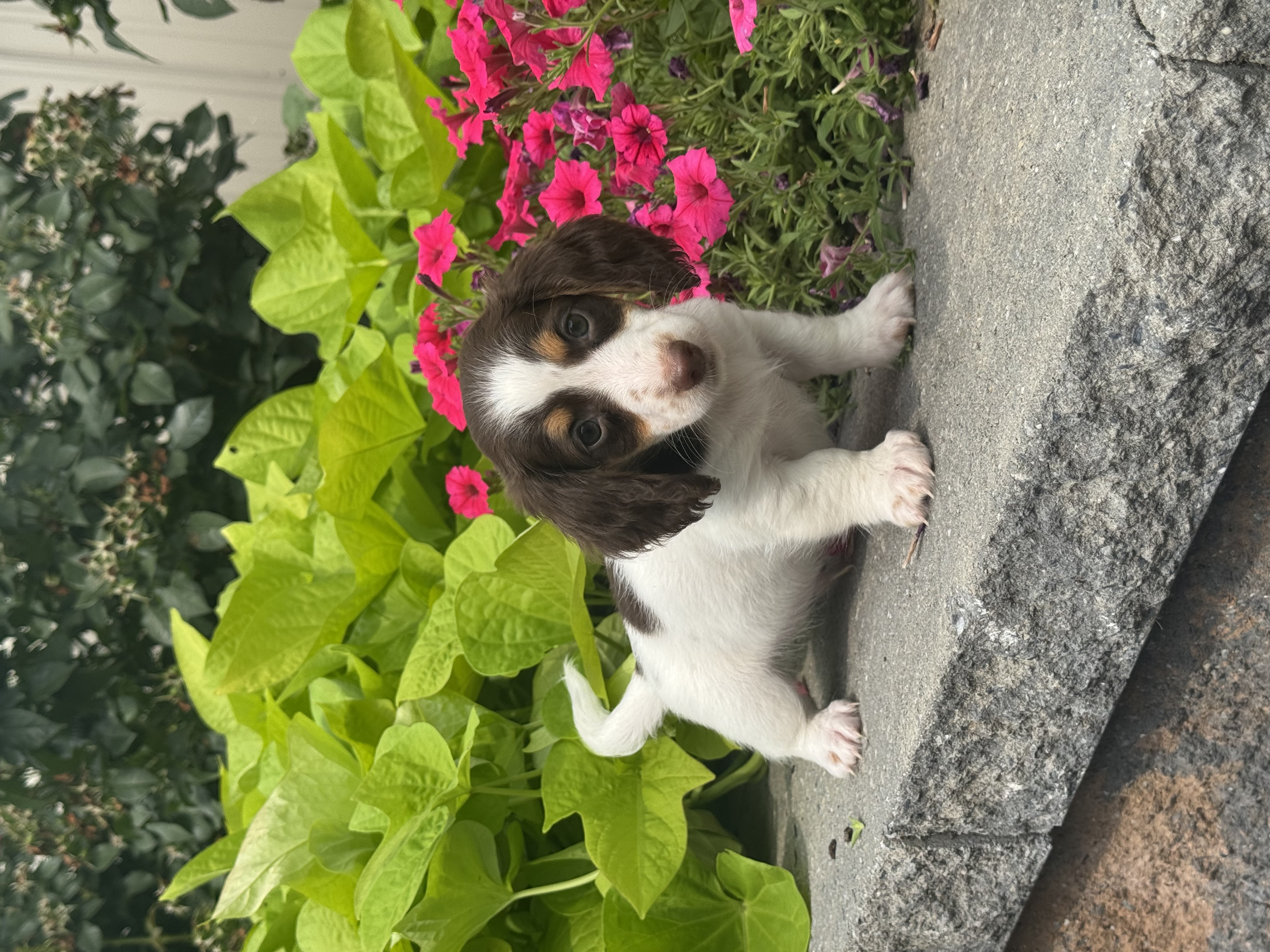 puppy, for, sale, Dachshund, Curtis  Martin, dog, breeder, Seneca Falls, NY, dog-breeder, puppy-for-sale, forsale, nearby, find, puppyfind, locator, puppylocator, aca