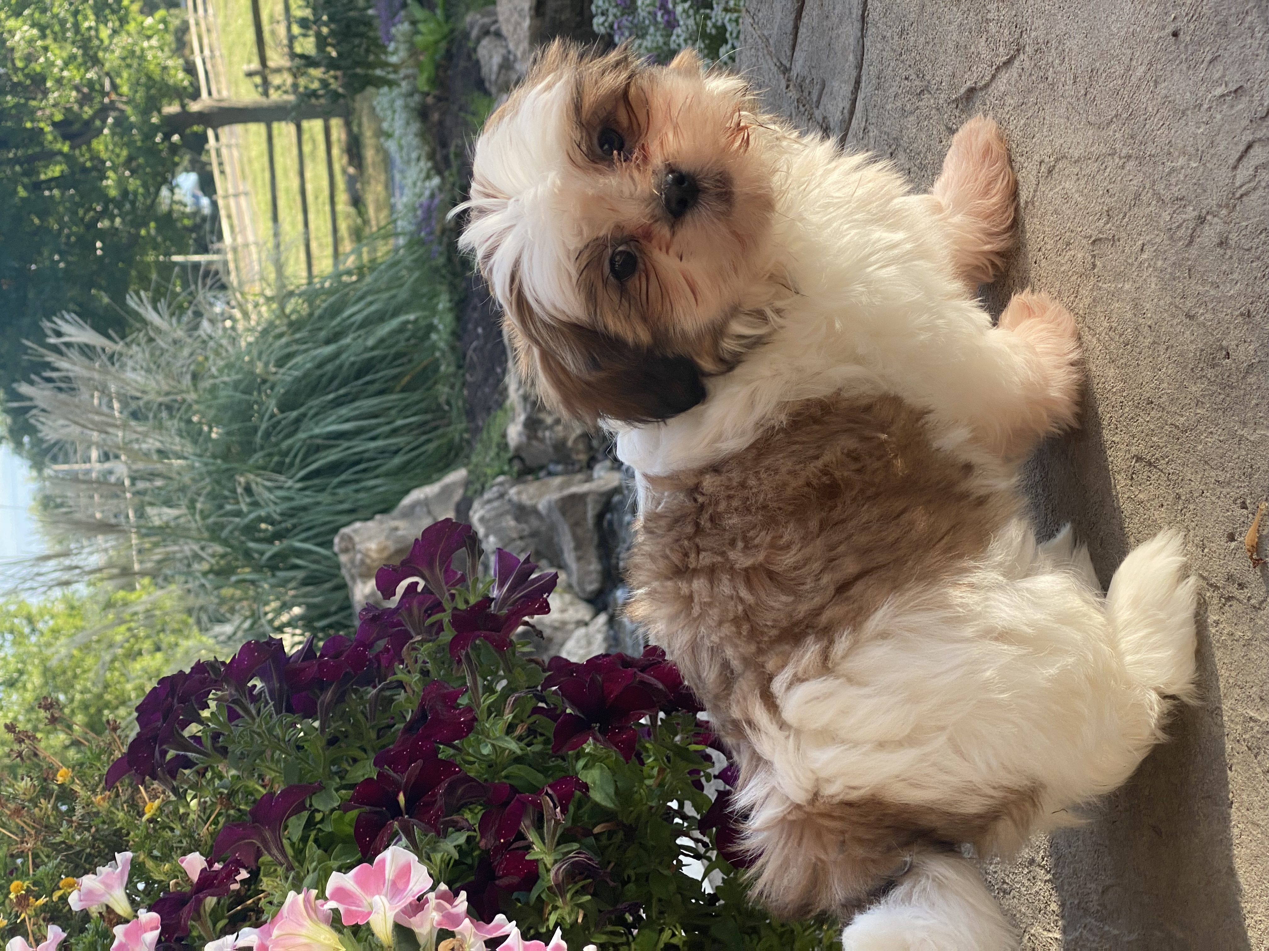 puppy, for, sale, Shih Tzu, Curtis  Martin, dog, breeder, Seneca Falls, NY, dog-breeder, puppy-for-sale, forsale, nearby, find, puppyfind, locator, puppylocator, aca