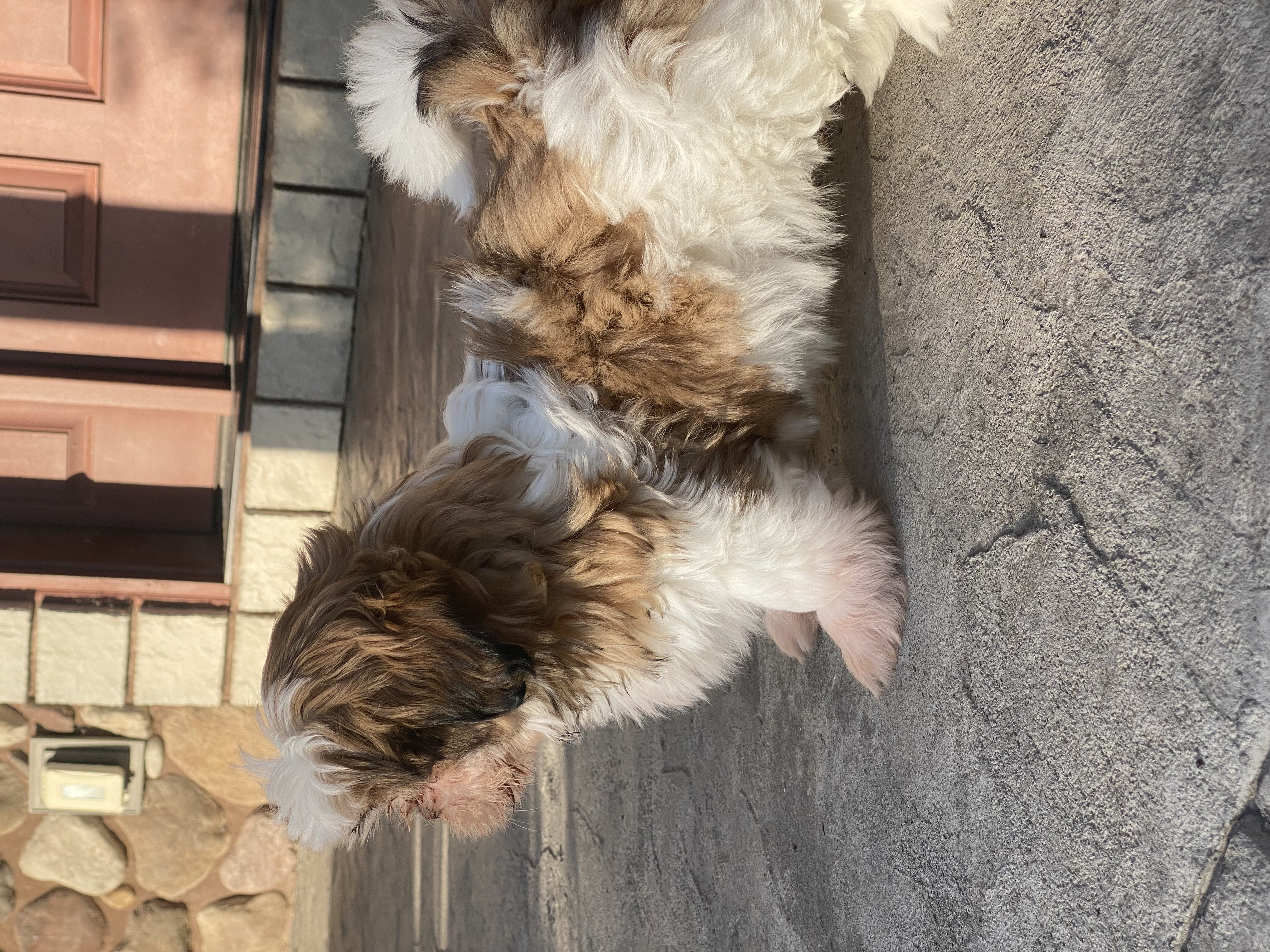 puppy, for, sale, Shih Tzu, Curtis  Martin, dog, breeder, Seneca Falls, NY, dog-breeder, puppy-for-sale, forsale, nearby, find, puppyfind, locator, puppylocator, aca