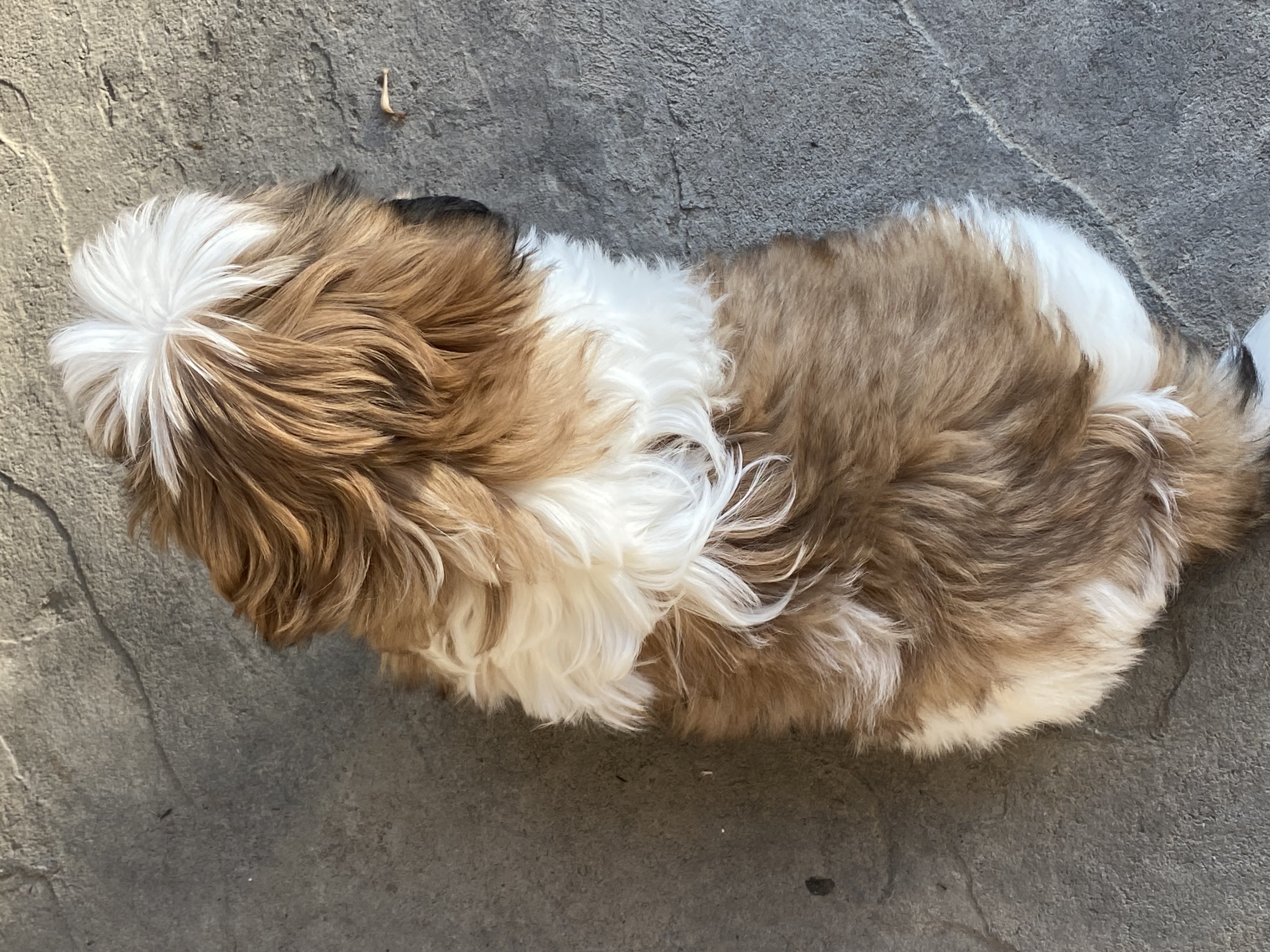 puppy, for, sale, Shih Tzu, Curtis  Martin, dog, breeder, Seneca Falls, NY, dog-breeder, puppy-for-sale, forsale, nearby, find, puppyfind, locator, puppylocator, aca