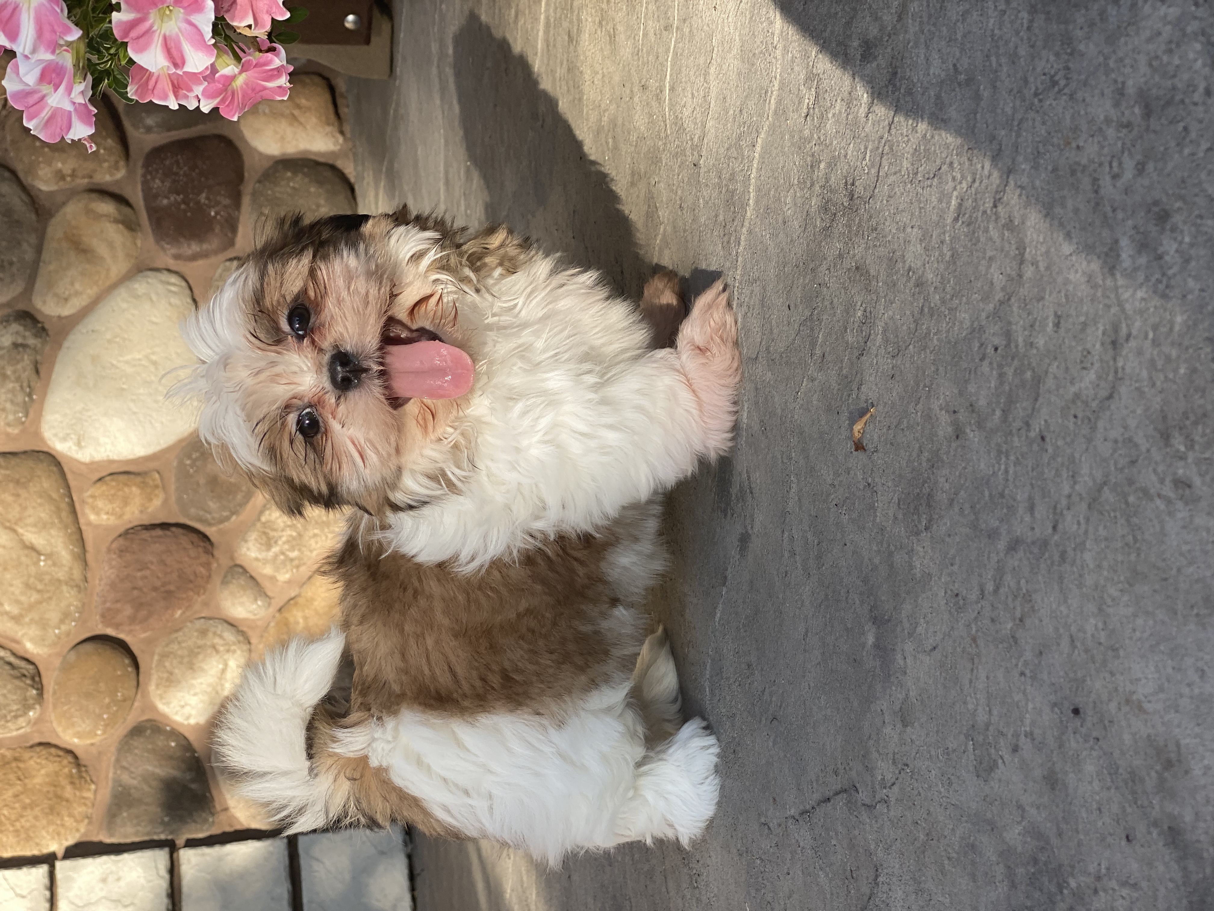 puppy, for, sale, Shih Tzu, Curtis  Martin, dog, breeder, Seneca Falls, NY, dog-breeder, puppy-for-sale, forsale, nearby, find, puppyfind, locator, puppylocator, aca