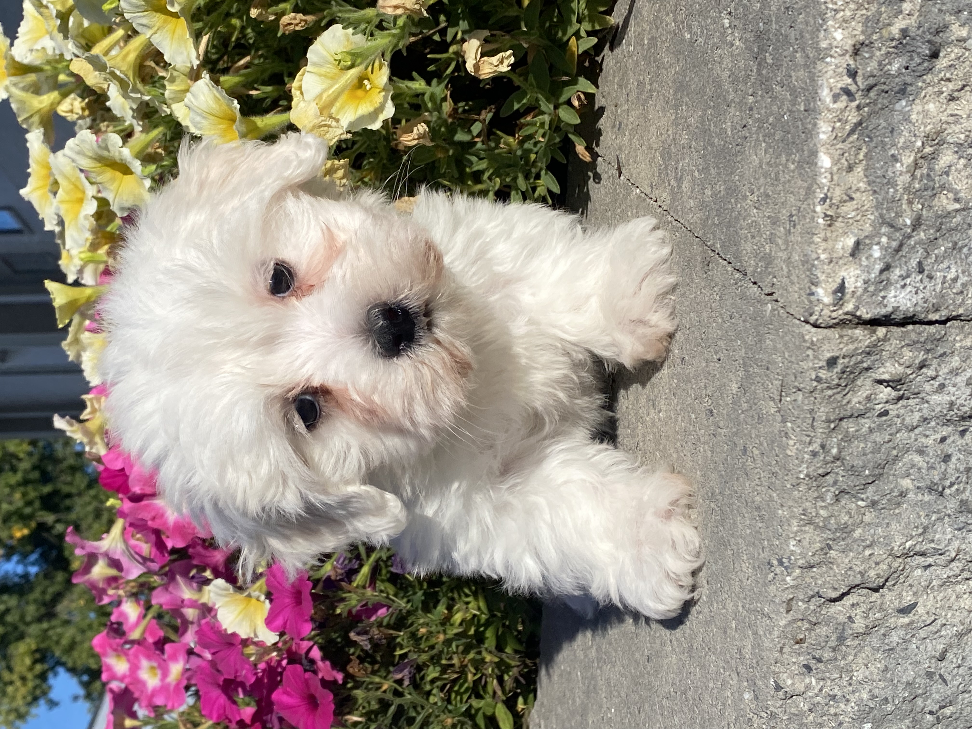 puppy, for, sale, Coton de Tulear, Curtis  Martin, dog, breeder, Seneca Falls, NY, dog-breeder, puppy-for-sale, forsale, nearby, find, puppyfind, locator, puppylocator, aca