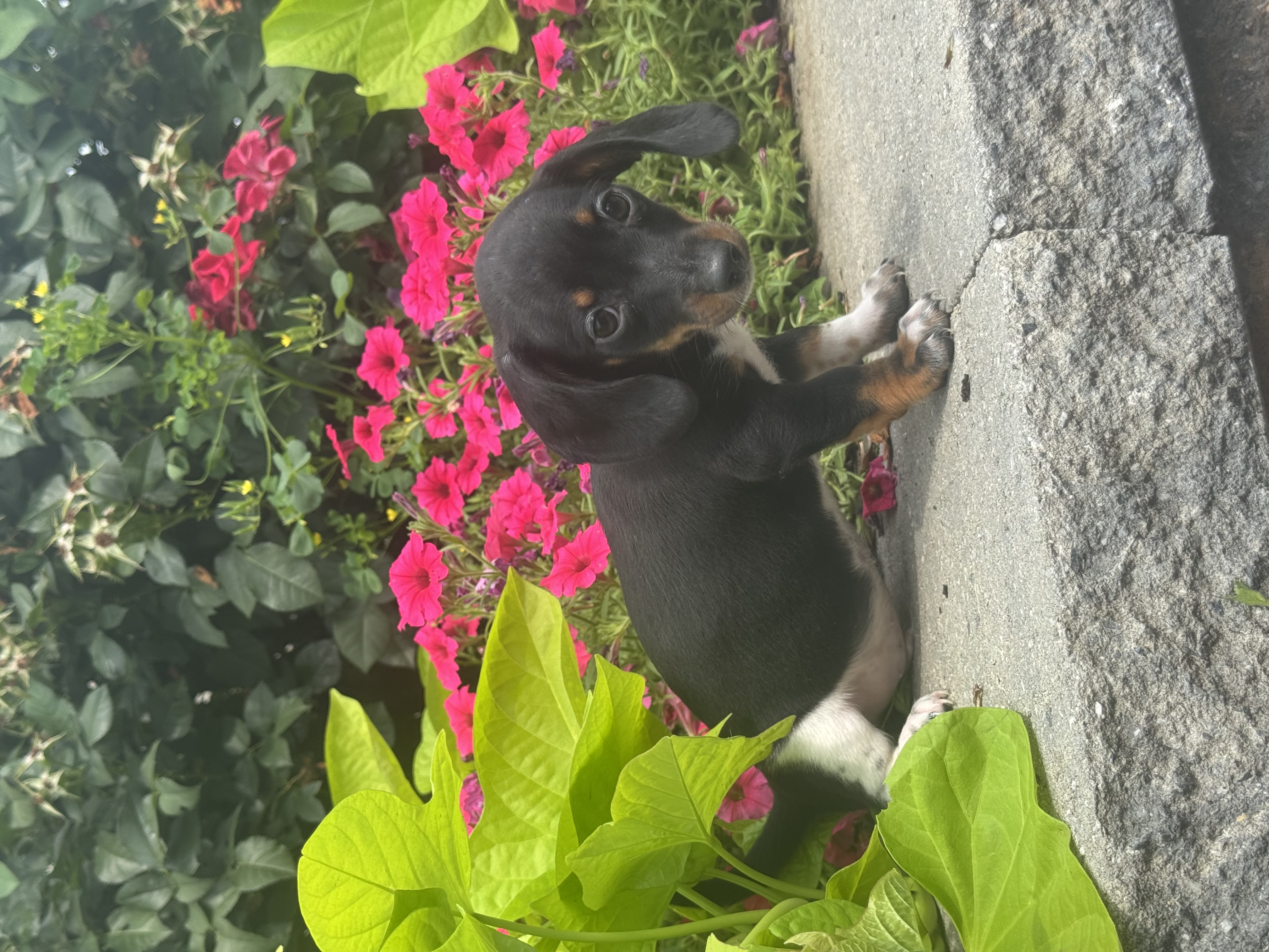 puppy, for, sale, Dachshund, Curtis  Martin, dog, breeder, Seneca Falls, NY, dog-breeder, puppy-for-sale, forsale, nearby, find, puppyfind, locator, puppylocator, aca